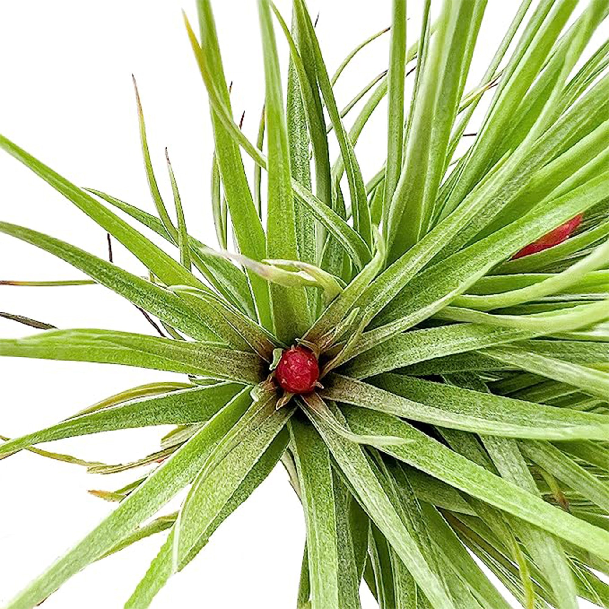 Tillandsia Rose Baer