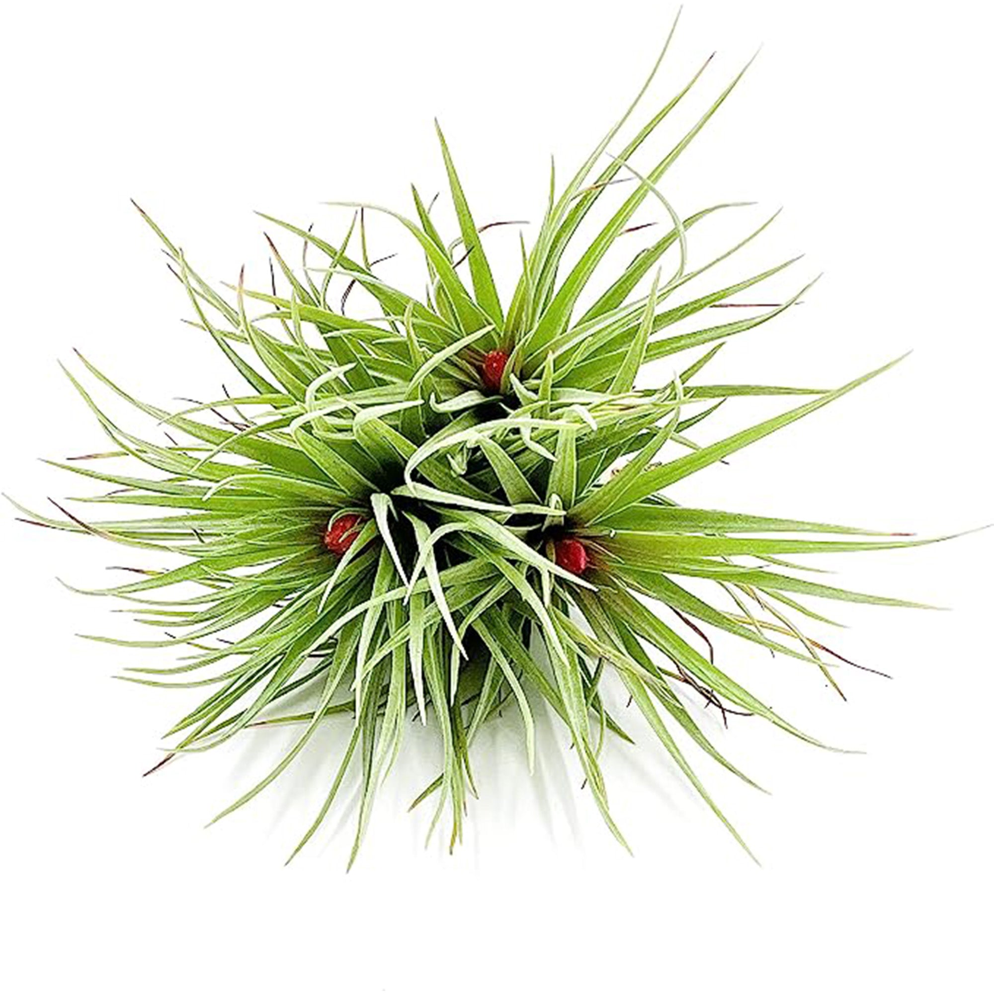 Tillandsia Rose Baer