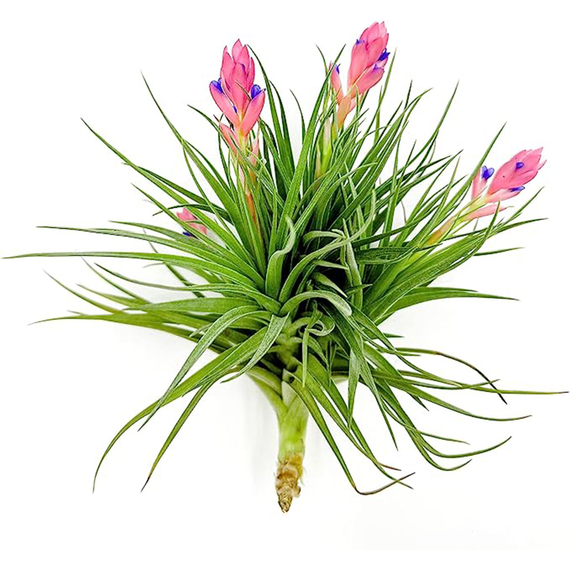 Tillandsia Stricta