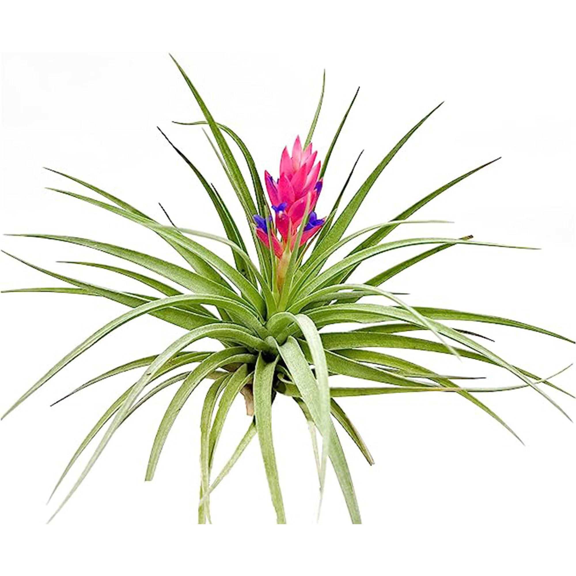 Tillandsia Stricta