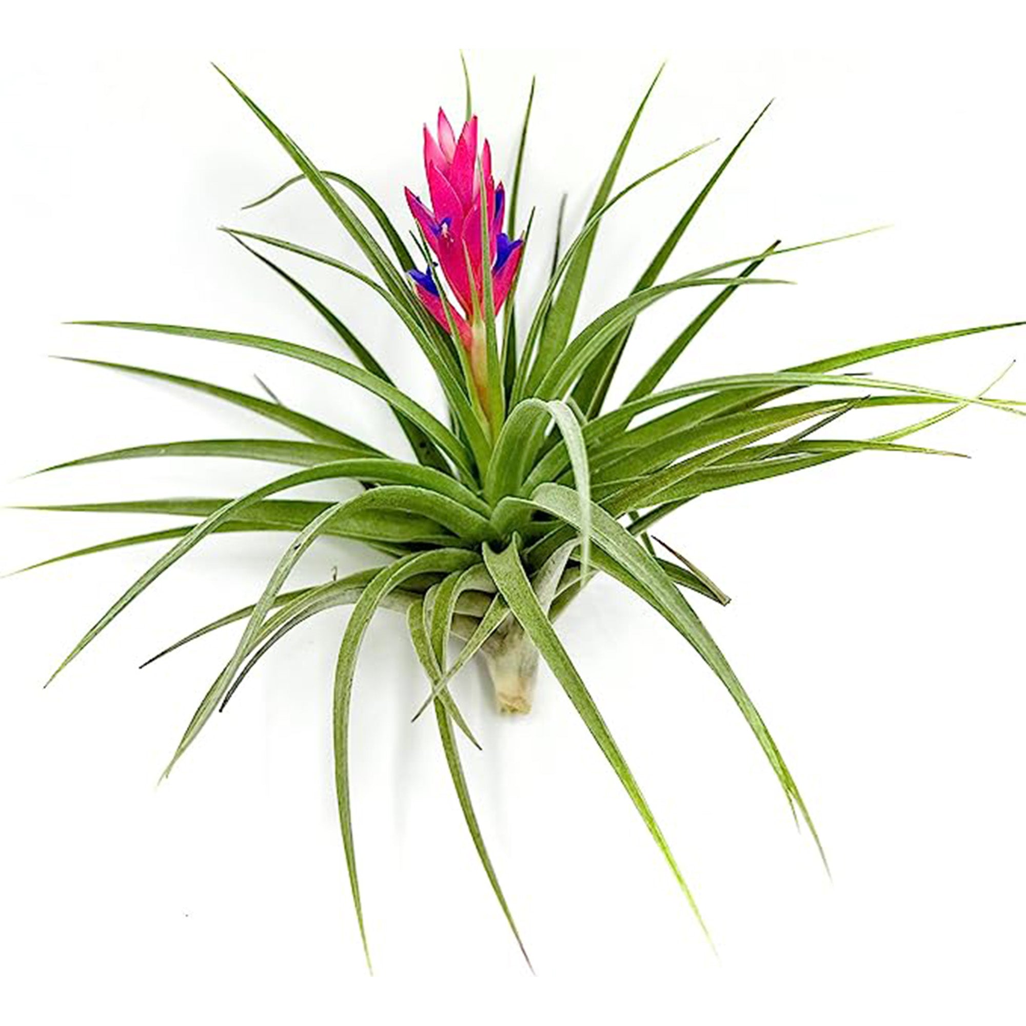 Tillandsia Stricta