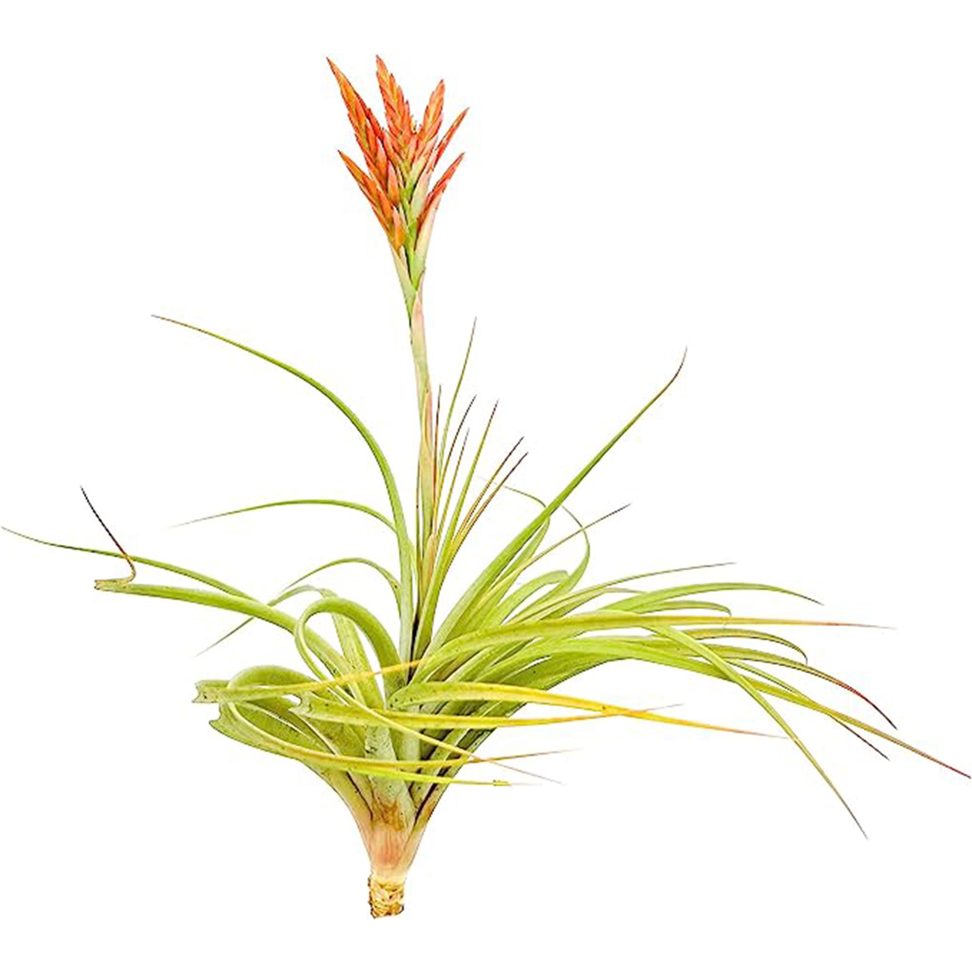 Tillandsia Vernicosa