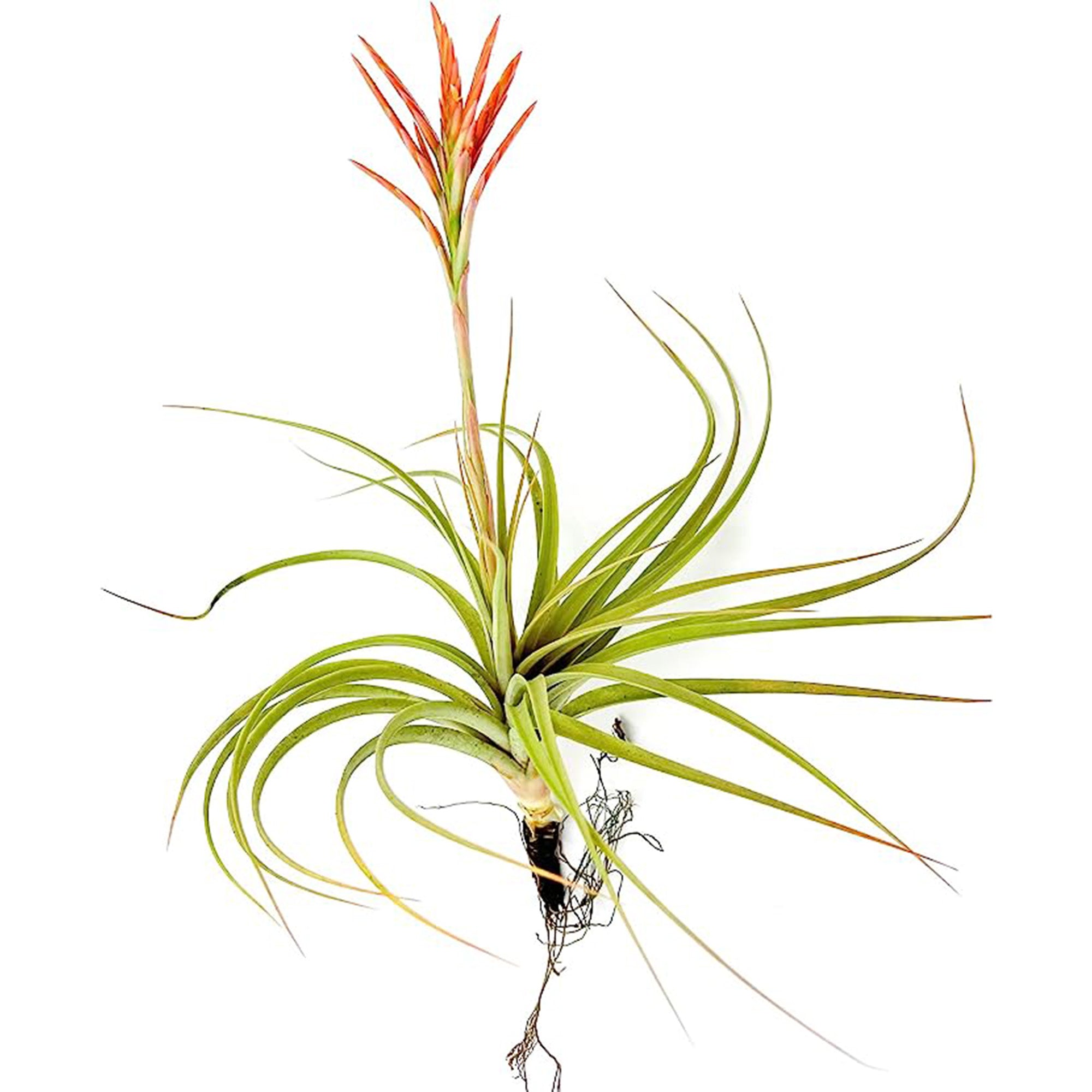 Tillandsia Vernicosa