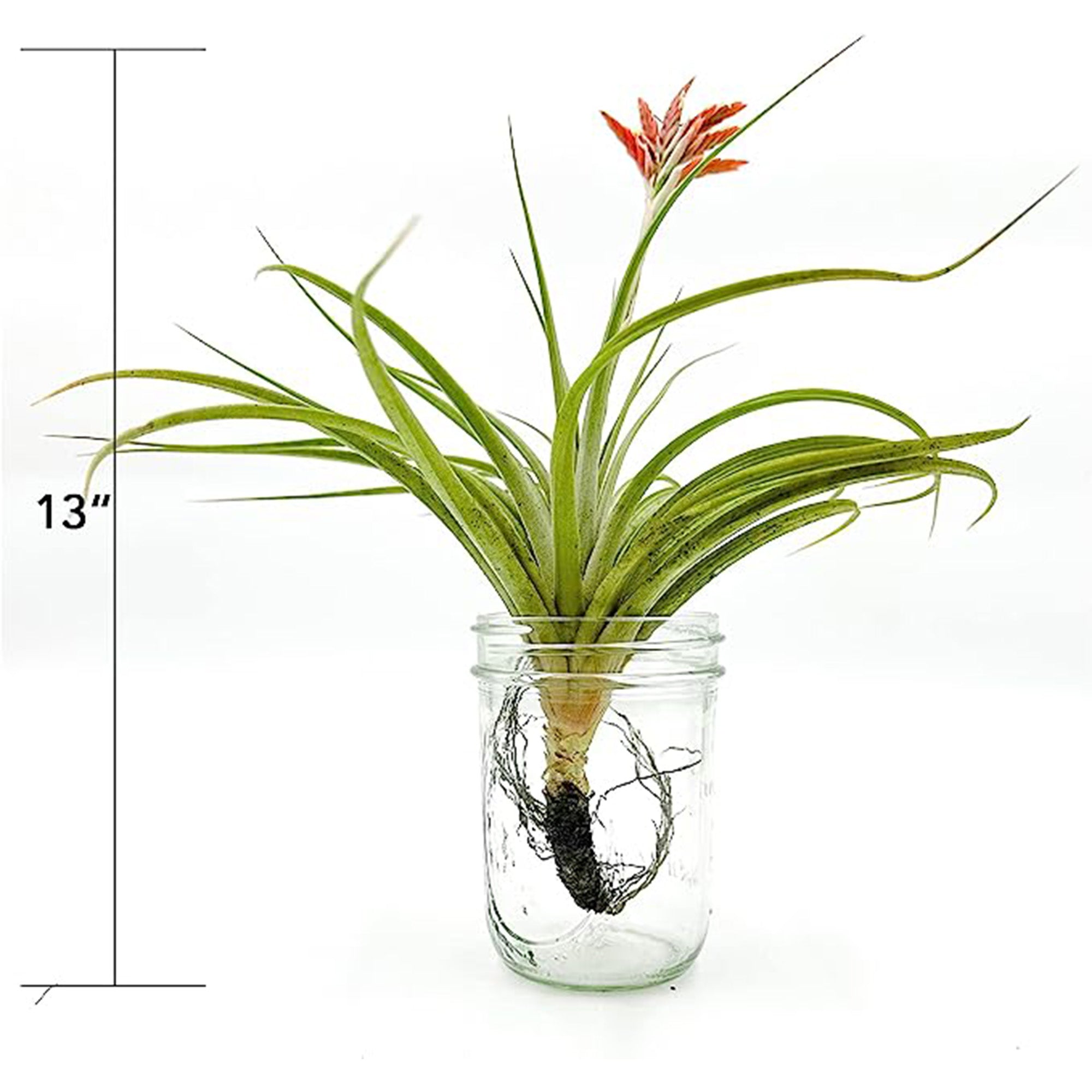 Tillandsia Vernicosa