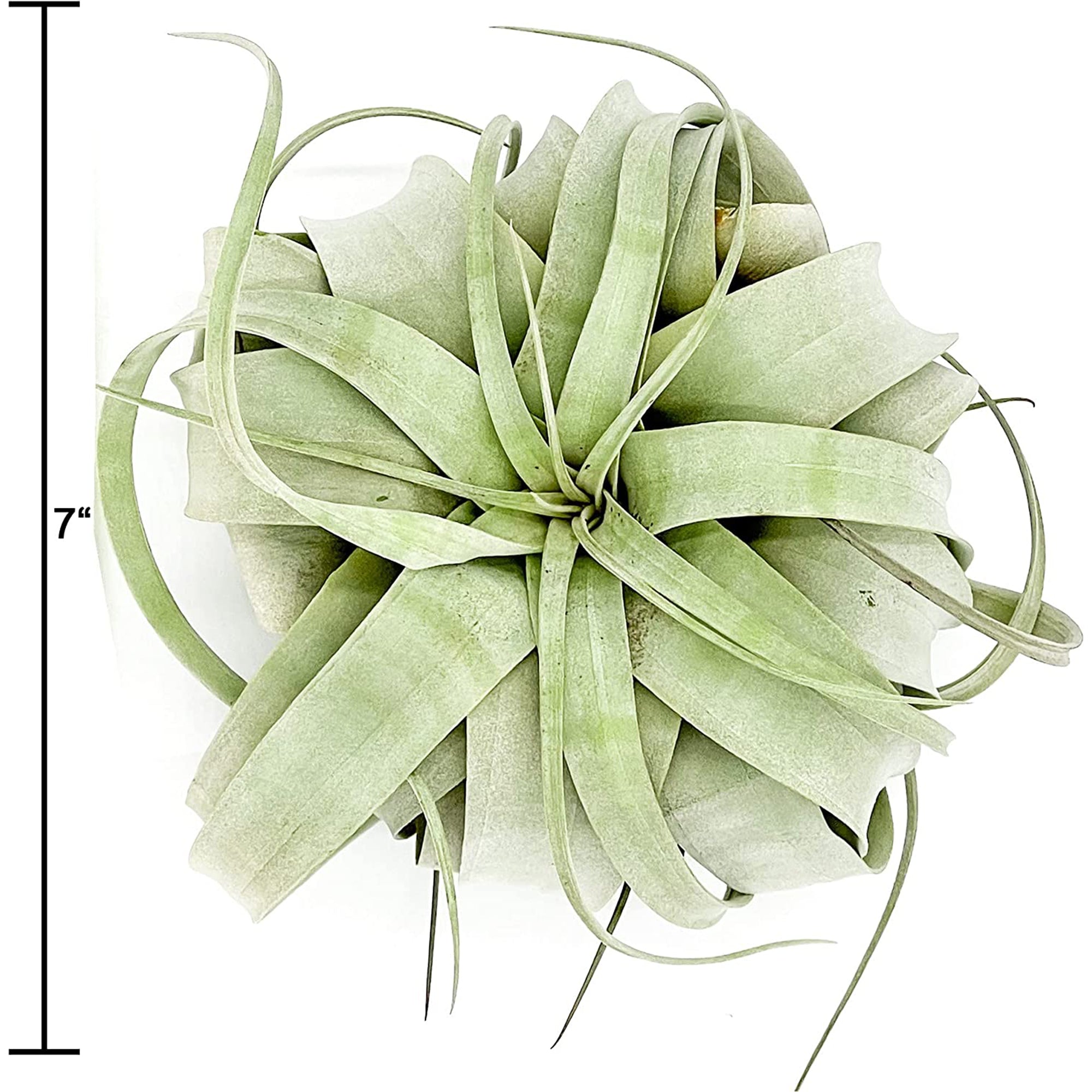 Tillandsia Xerographica