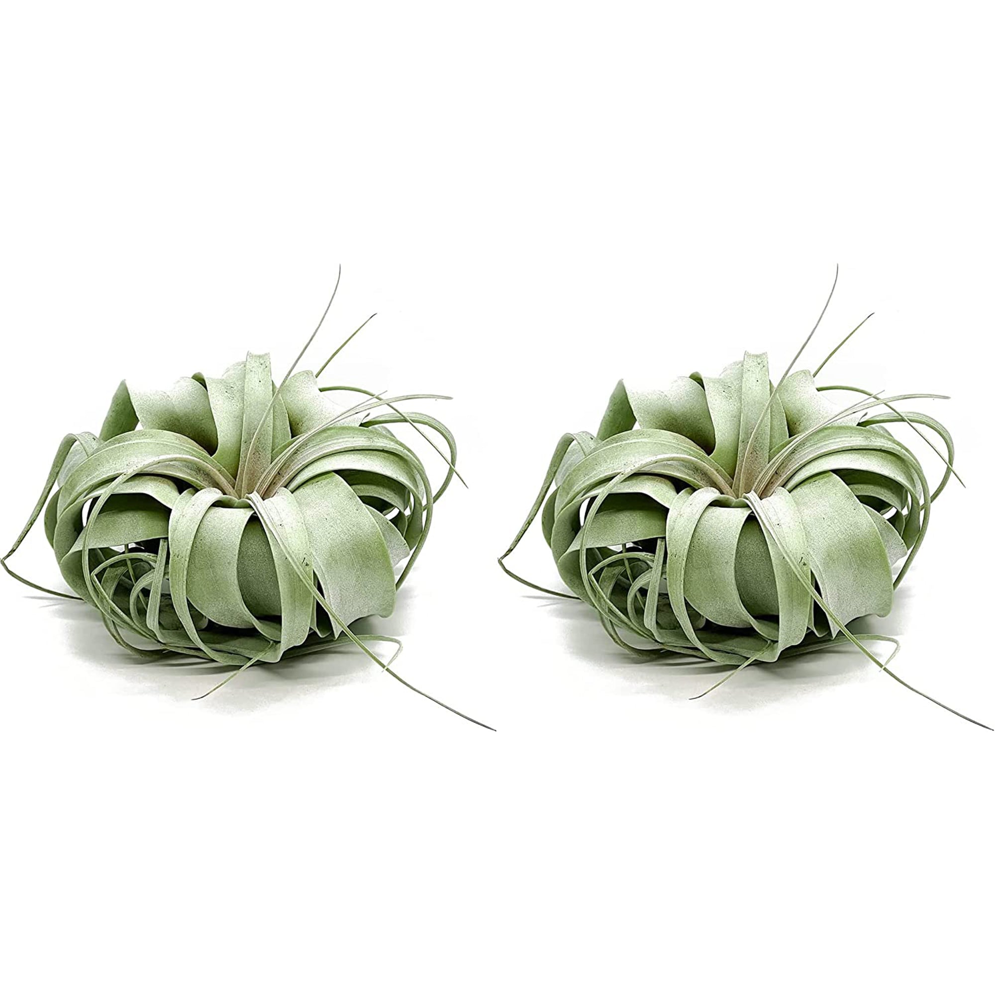 Tillandsia Xerographica