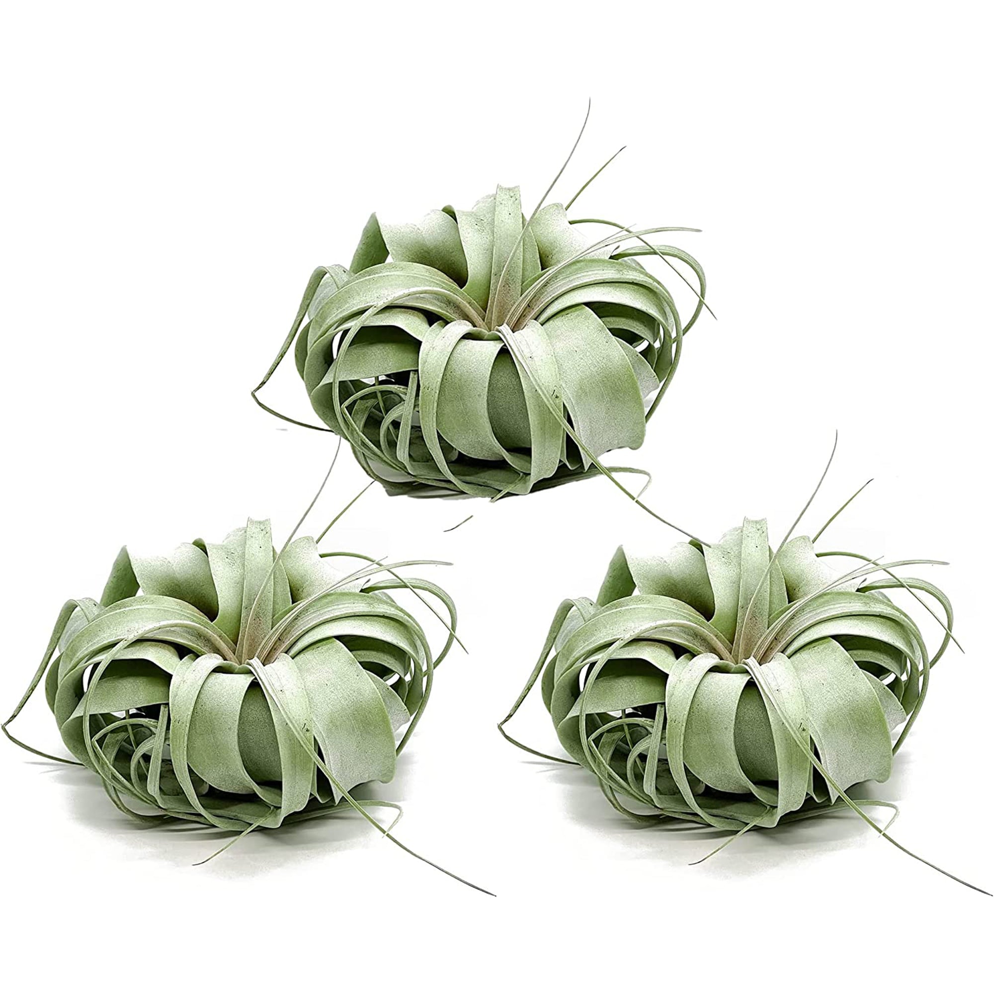 Tillandsia Xerographica