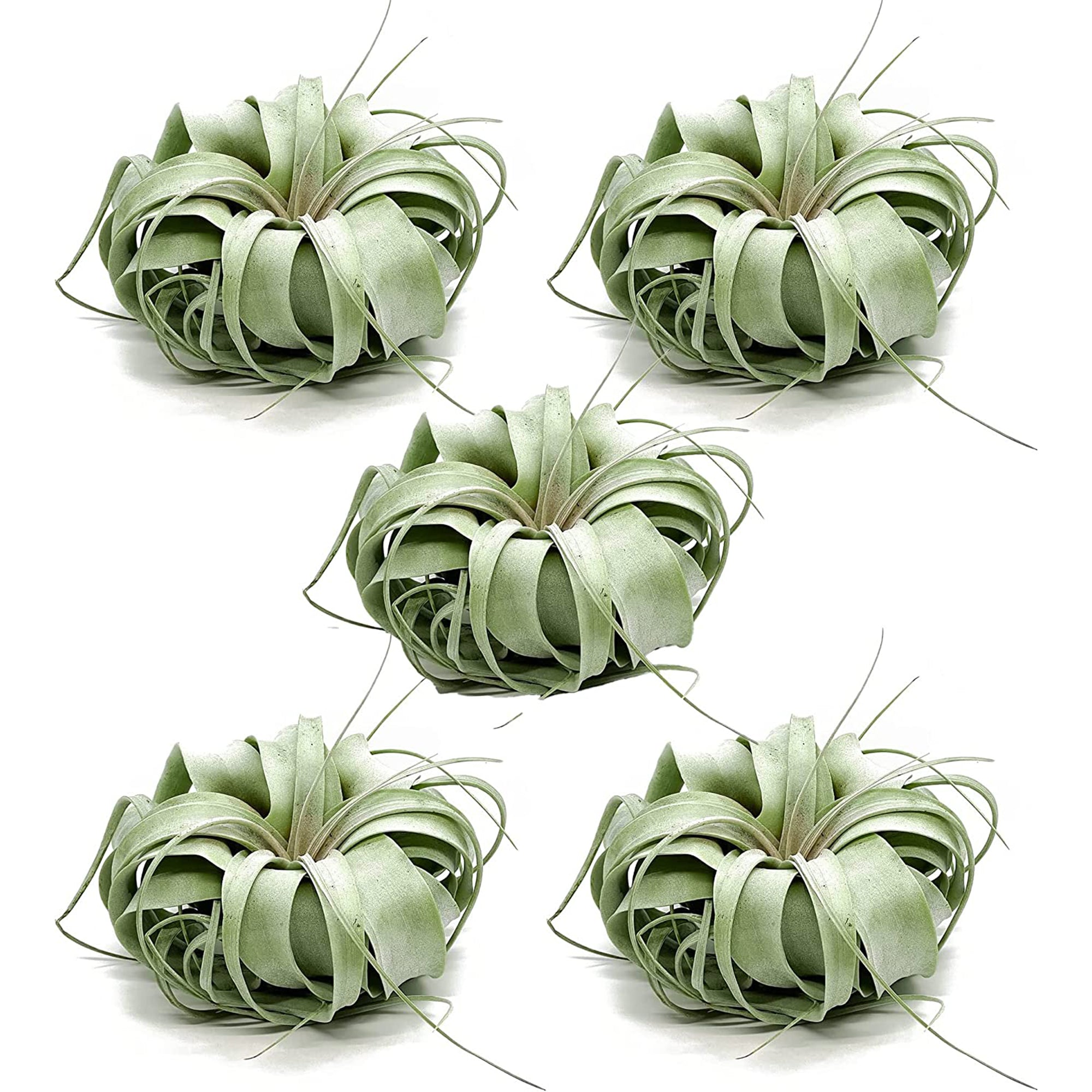 Tillandsia Xerographica