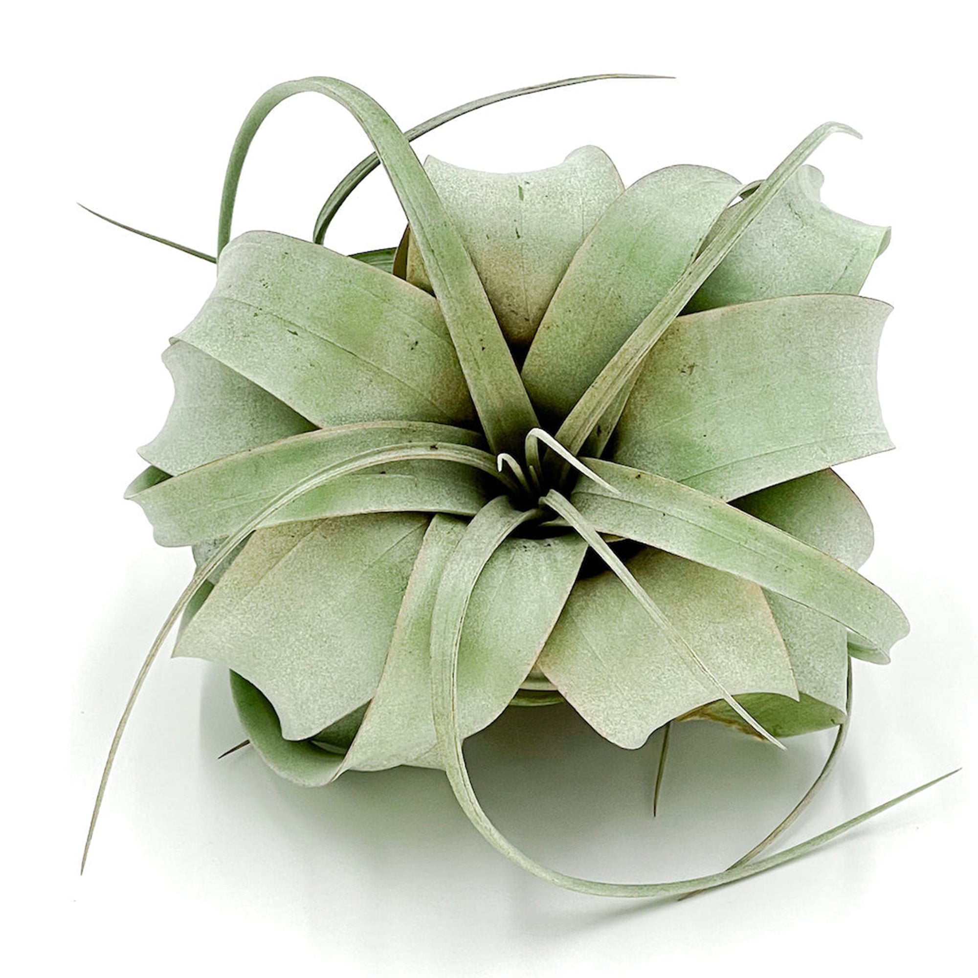 Tillandsia Xerographica