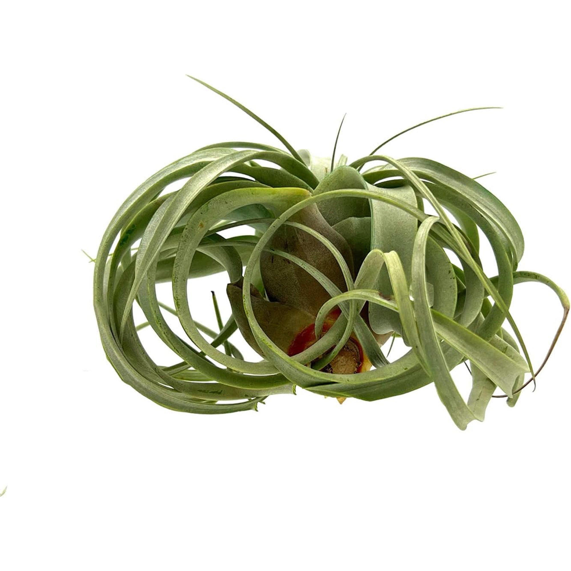 Tillandsia Xerographica