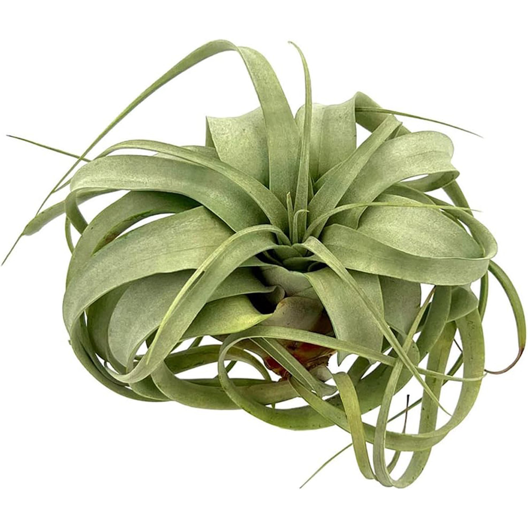 Tillandsia Xerographica