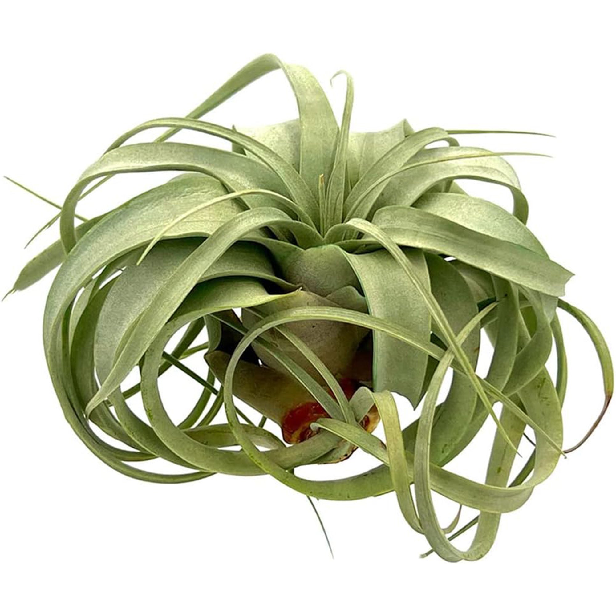 Tillandsia Xerographica