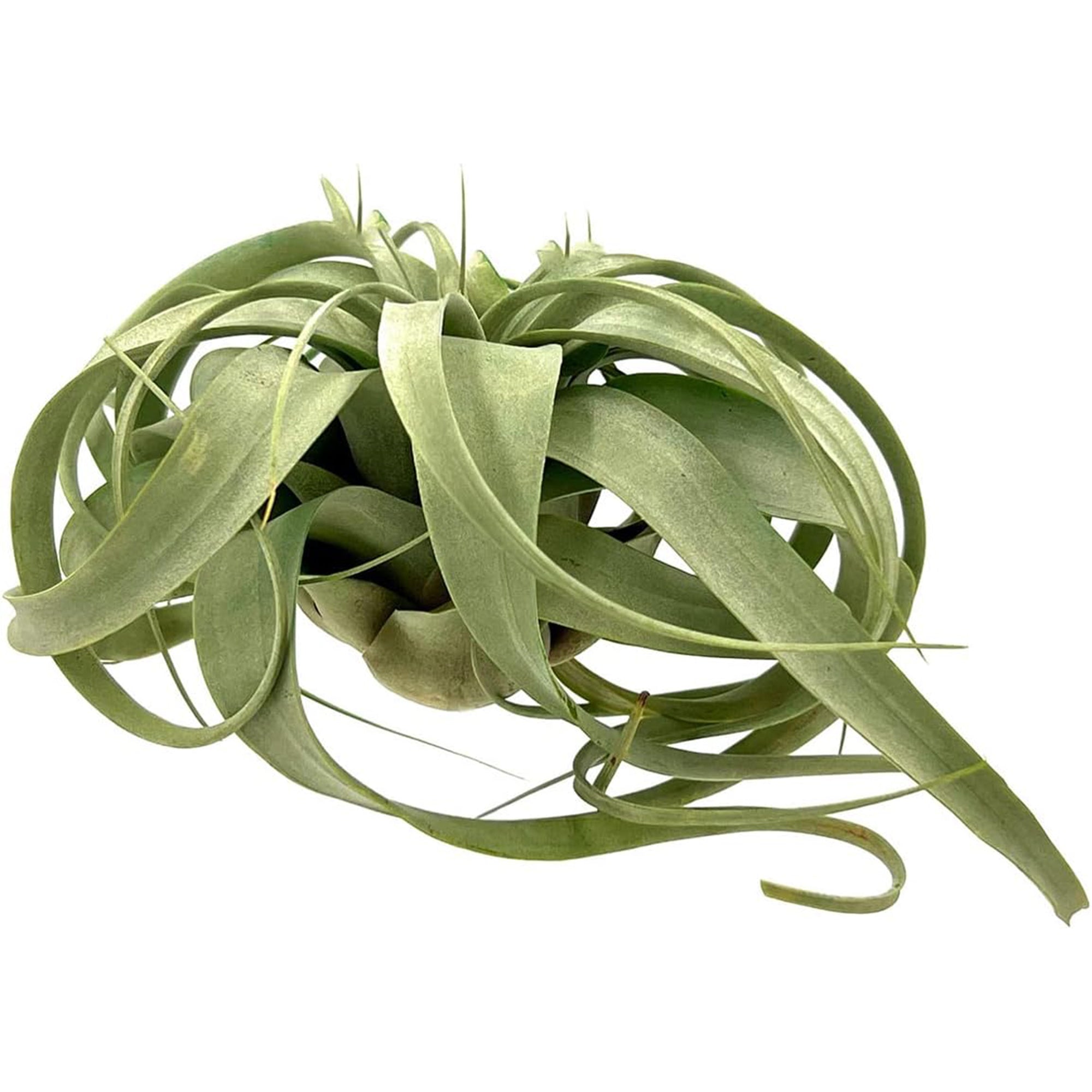 Tillandsia Xerographica