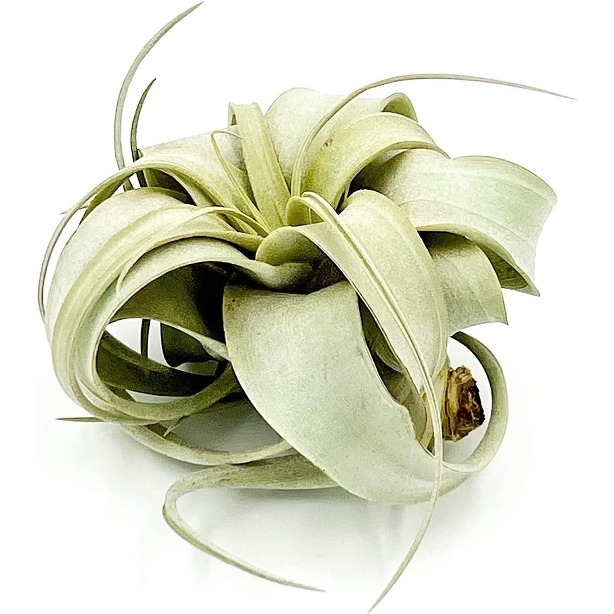 Tillandsia Xerographica