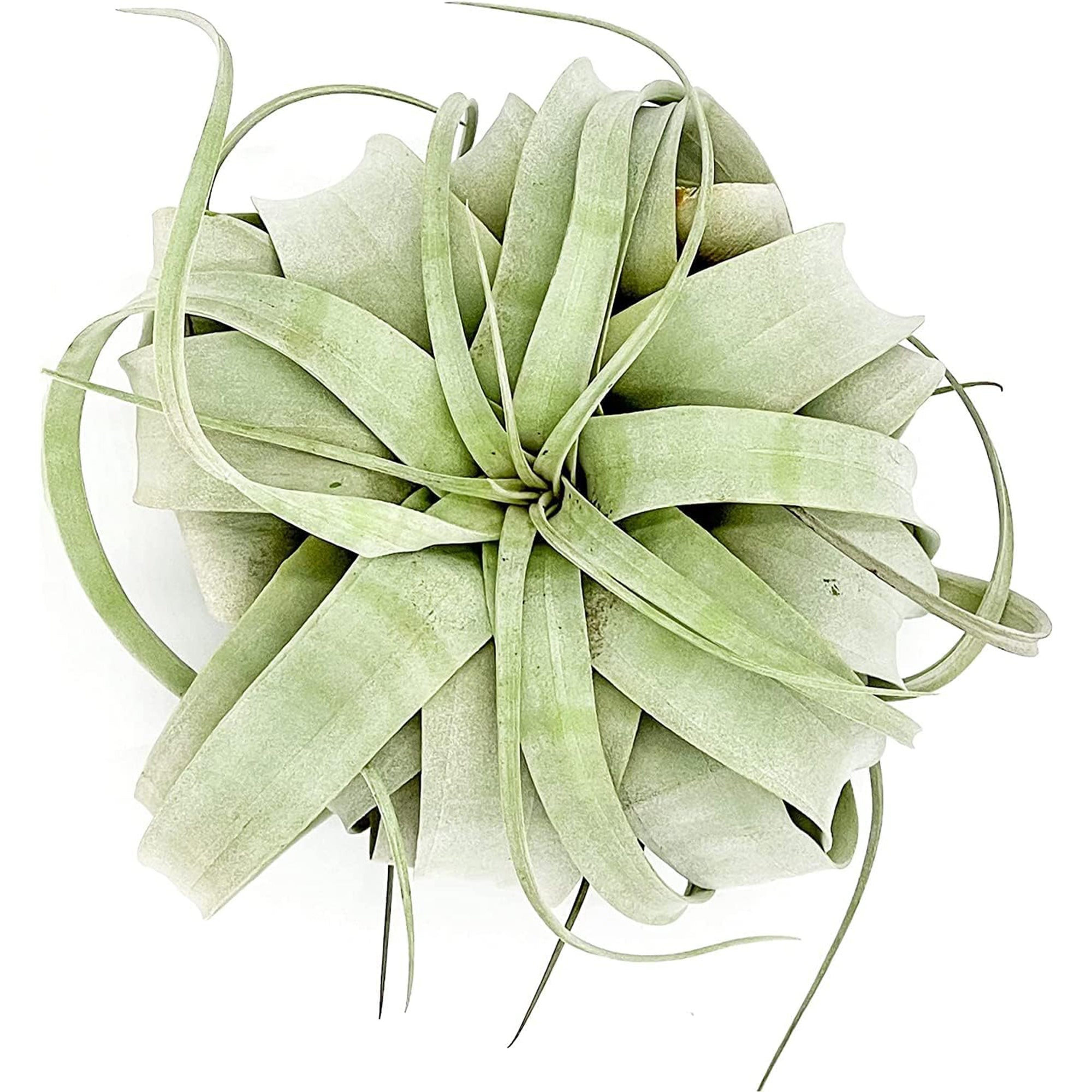 Tillandsia Xerographica