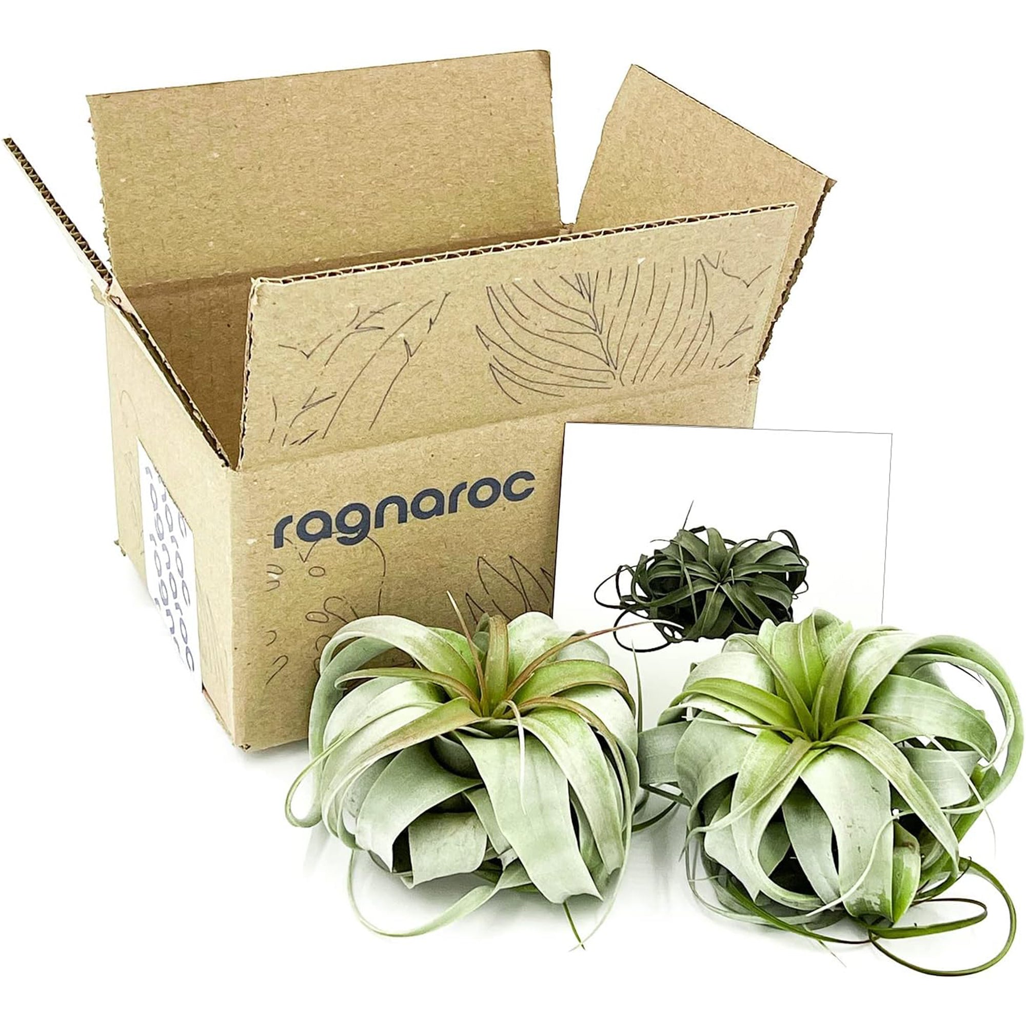 Tillandsia Xerographica