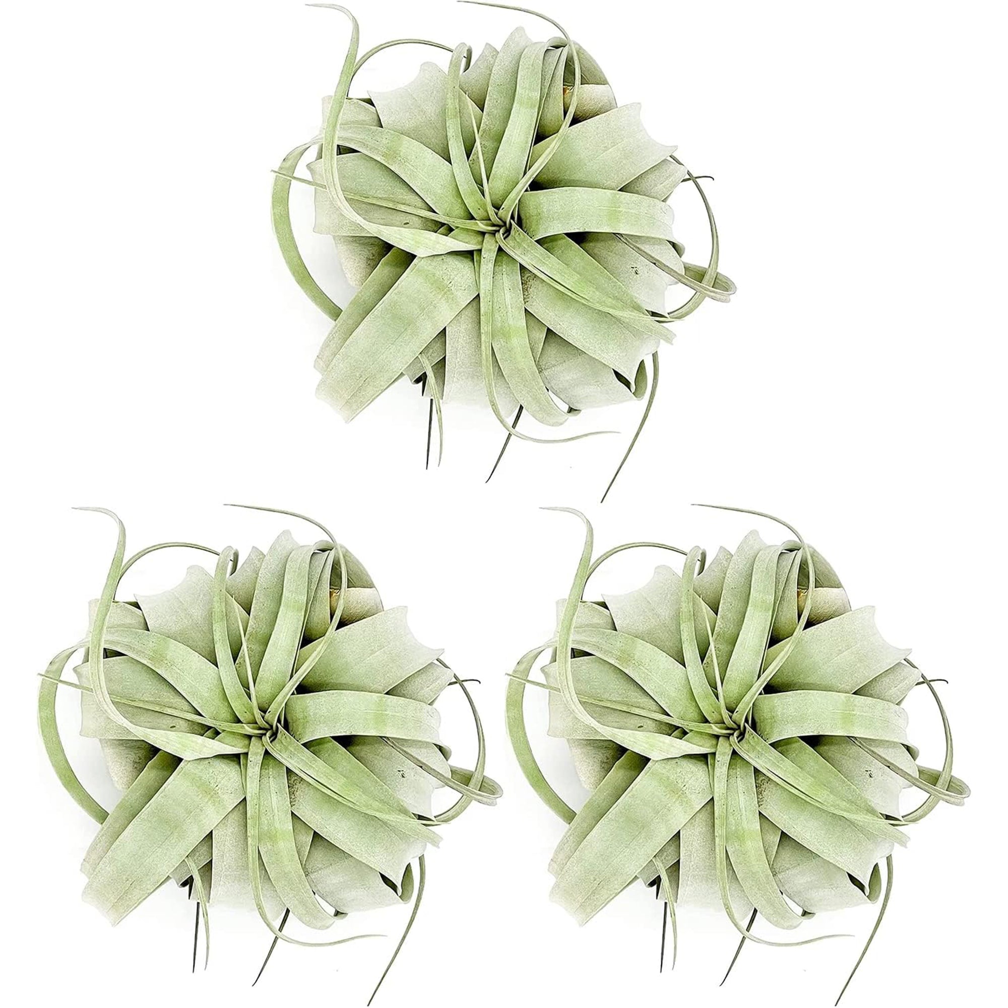 Tillandsia Xerographica