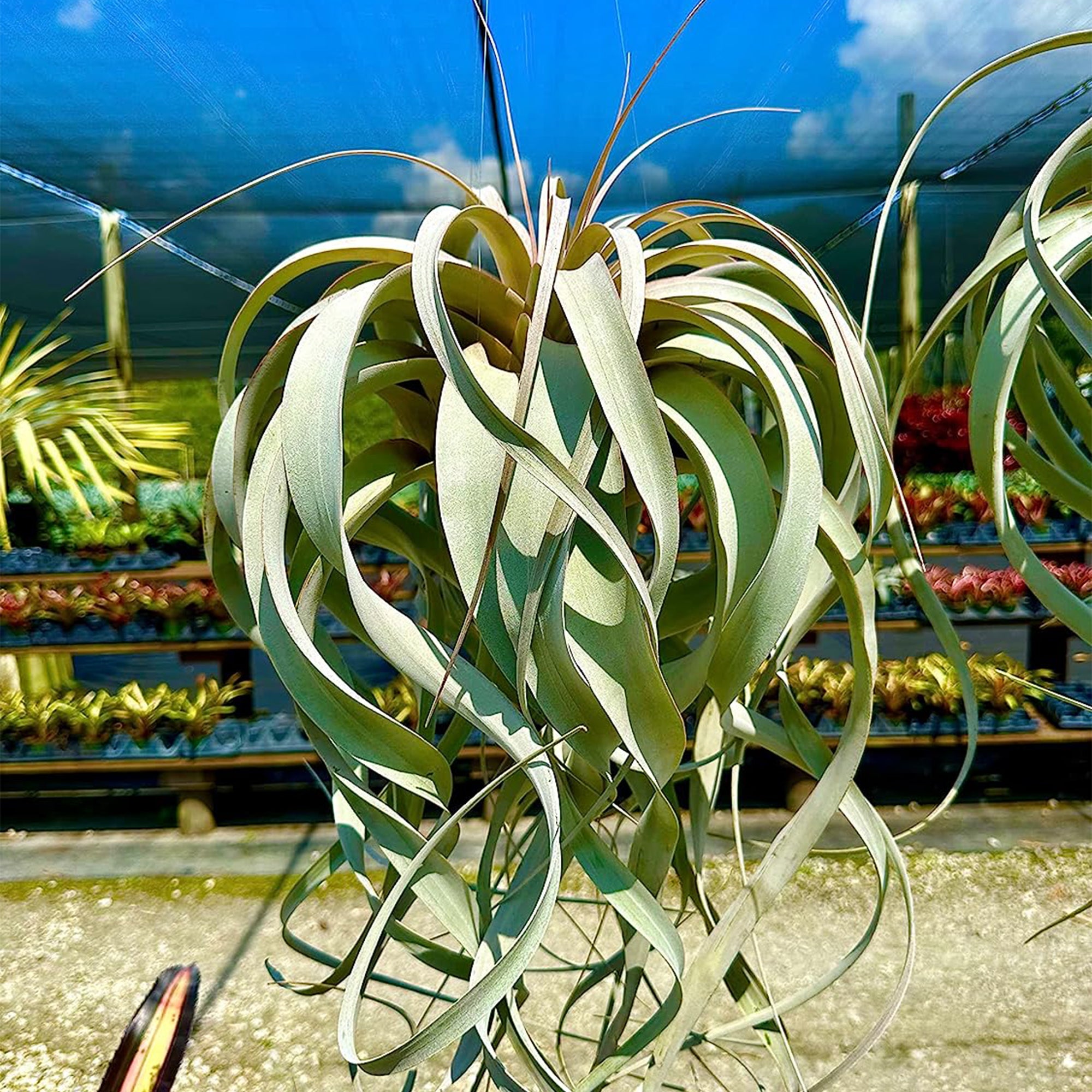 Tillandsia Xerographica