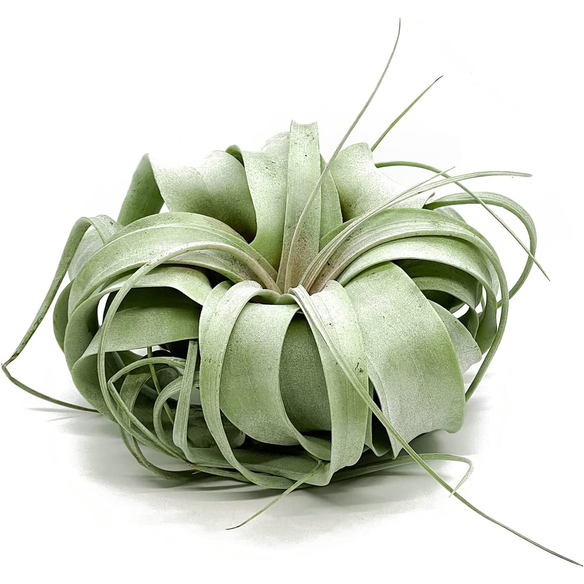 Tillandsia Xerographica