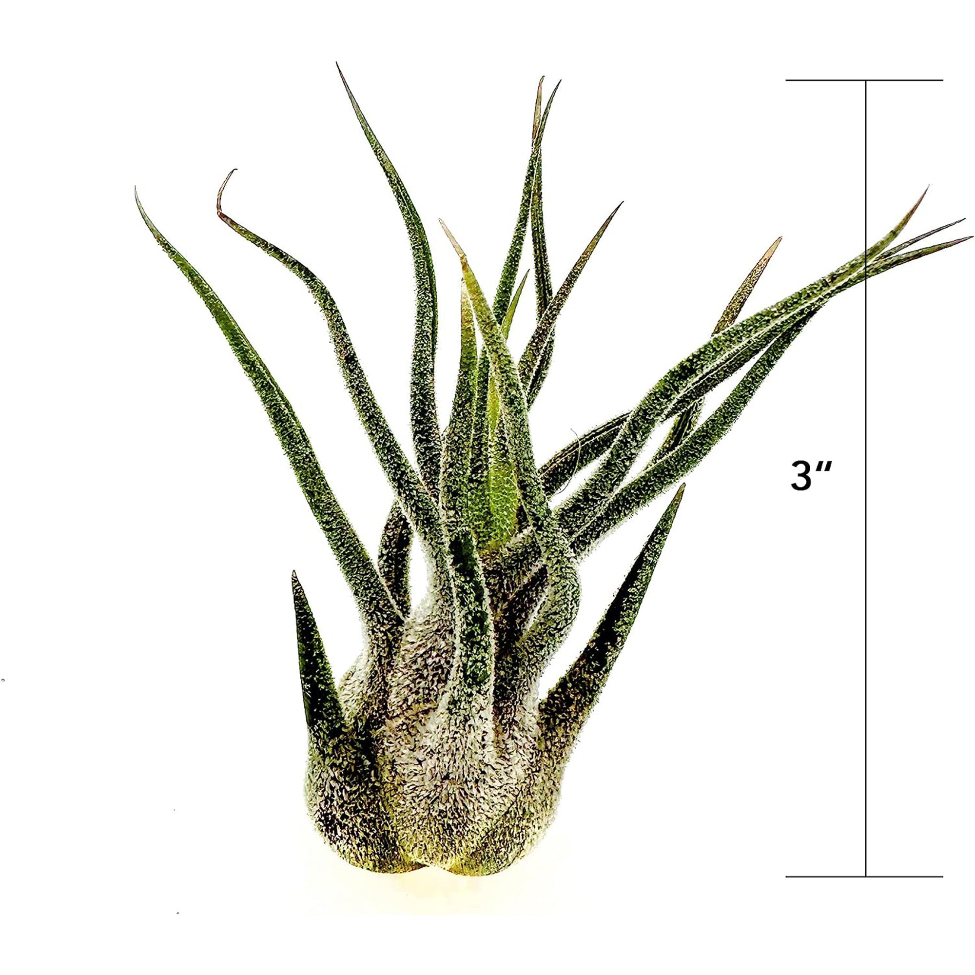 Tillandsia Pruinosa