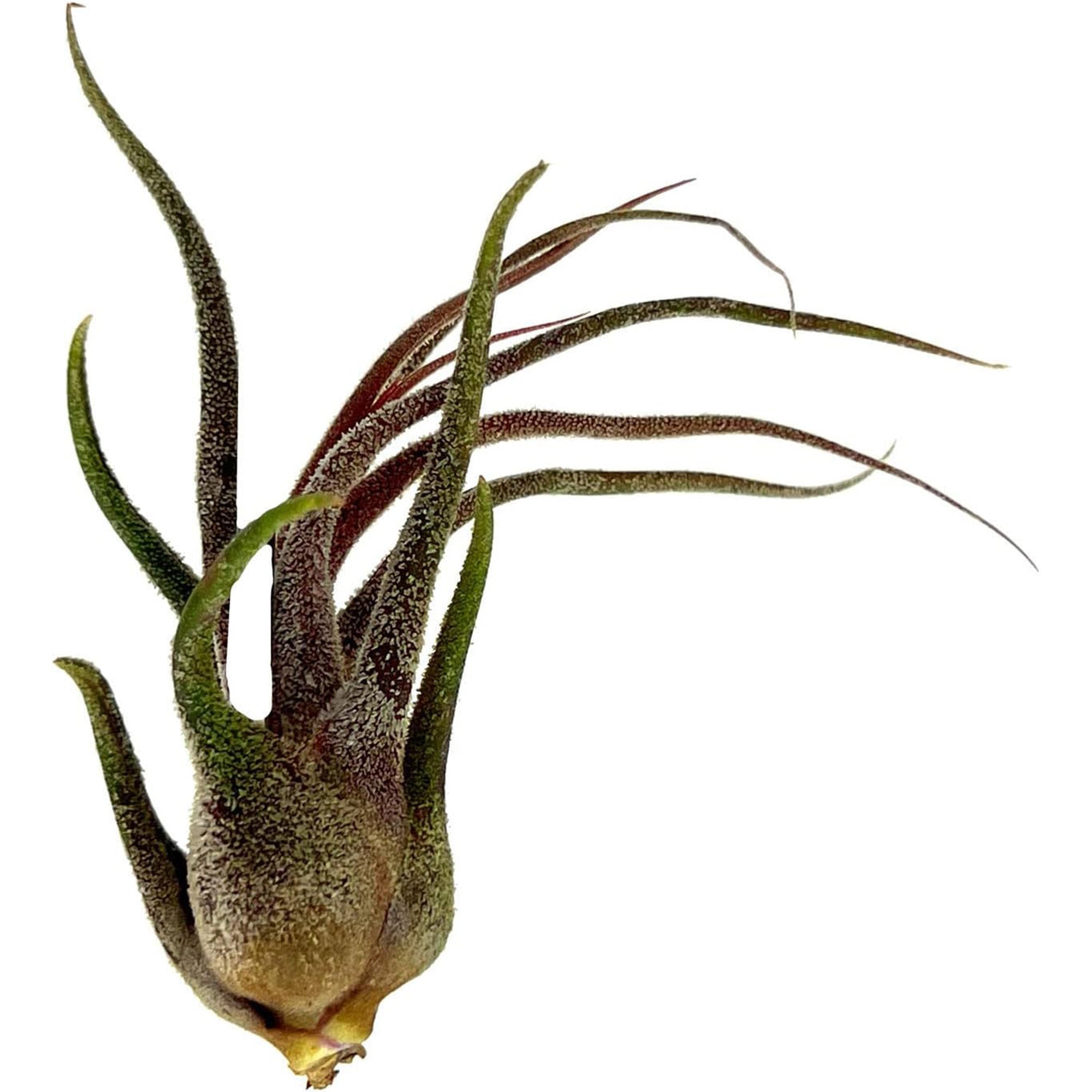 Tillandsia Pruinosa