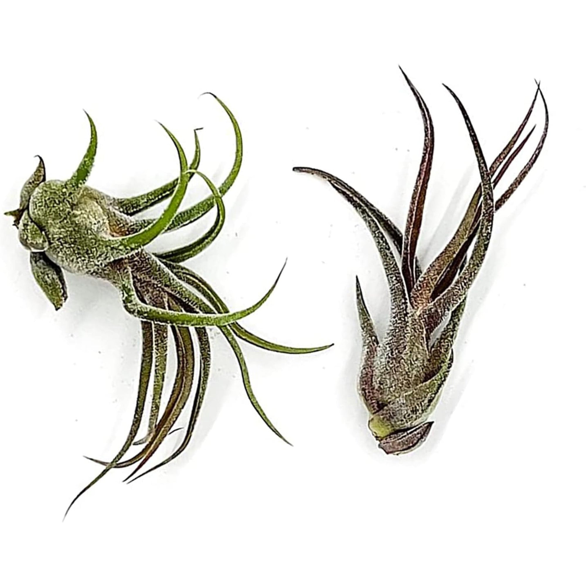 Tillandsia Pruinosa