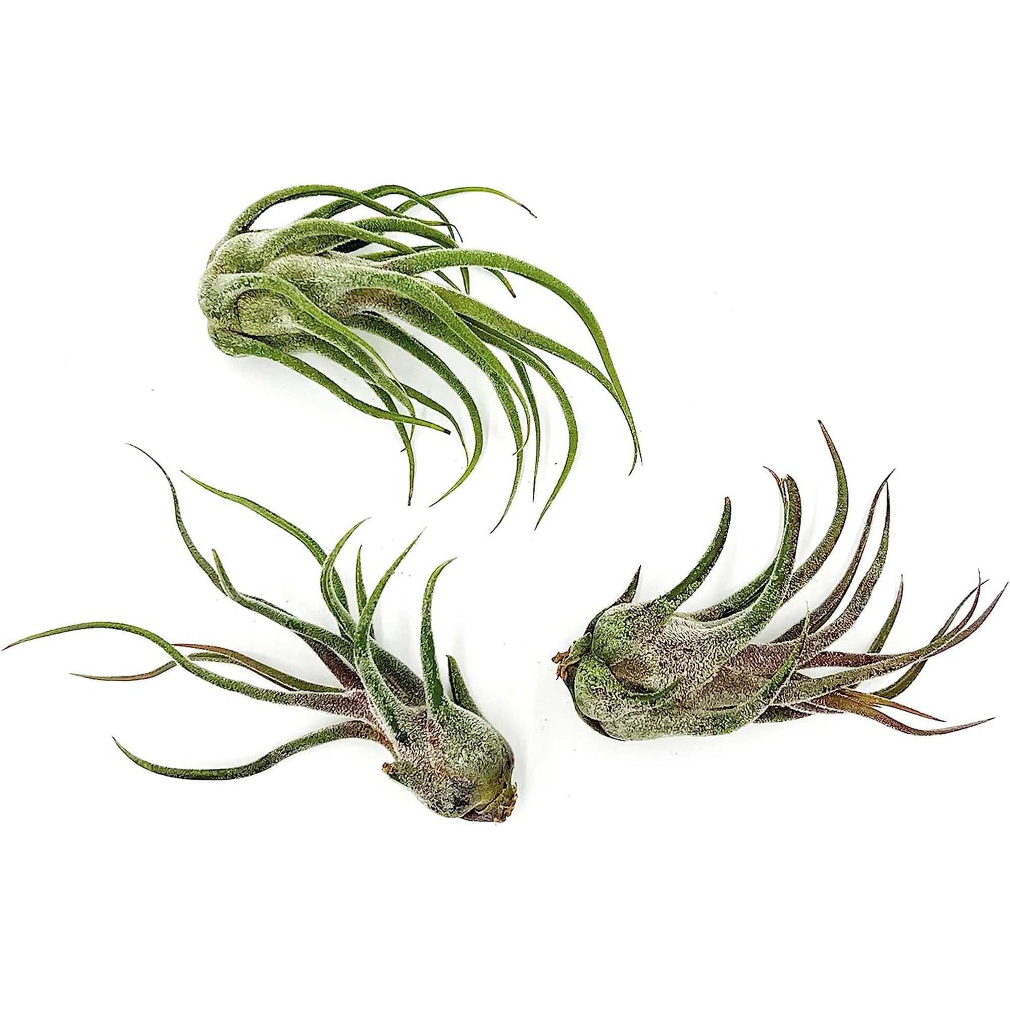 Tillandsia Pruinosa