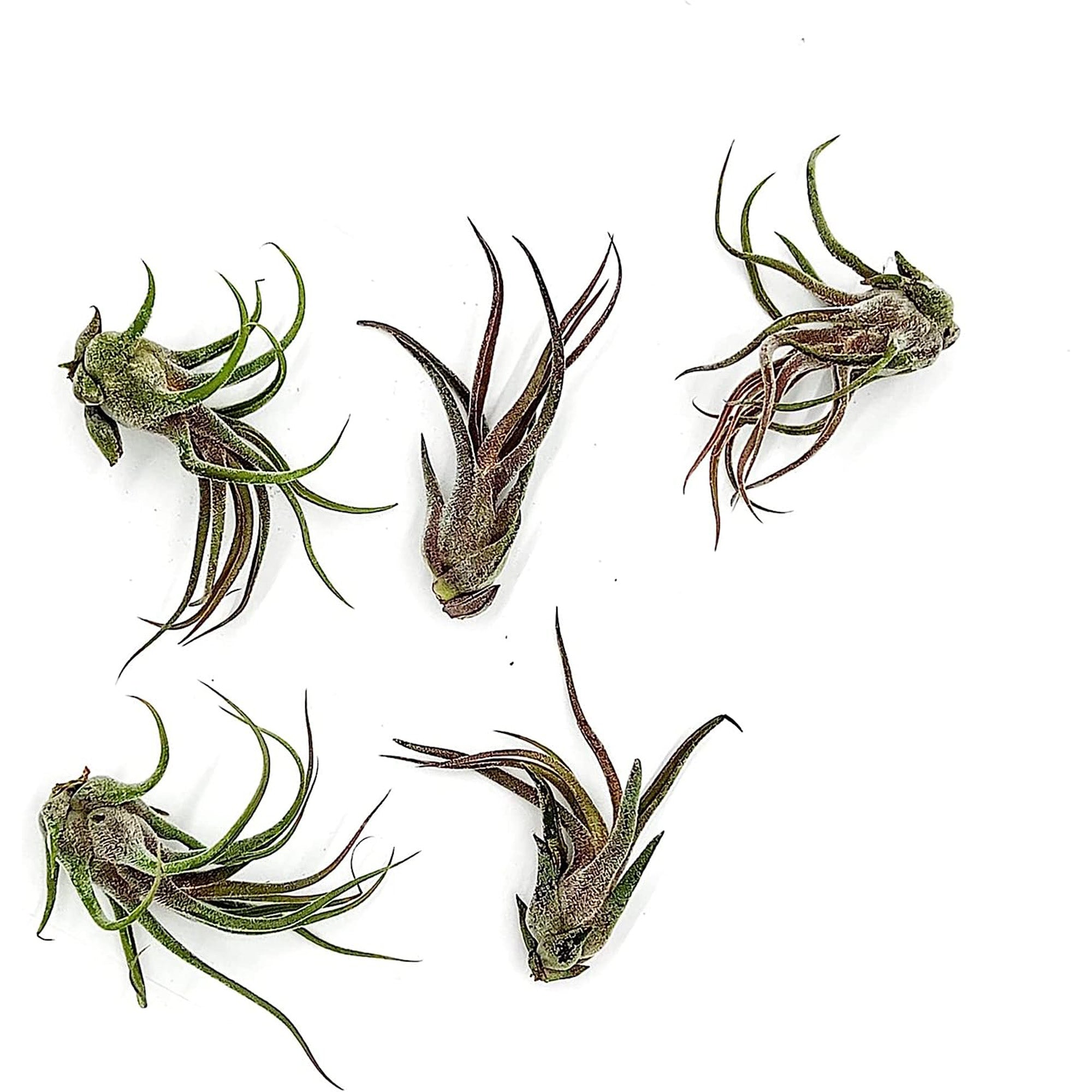 Tillandsia Pruinosa