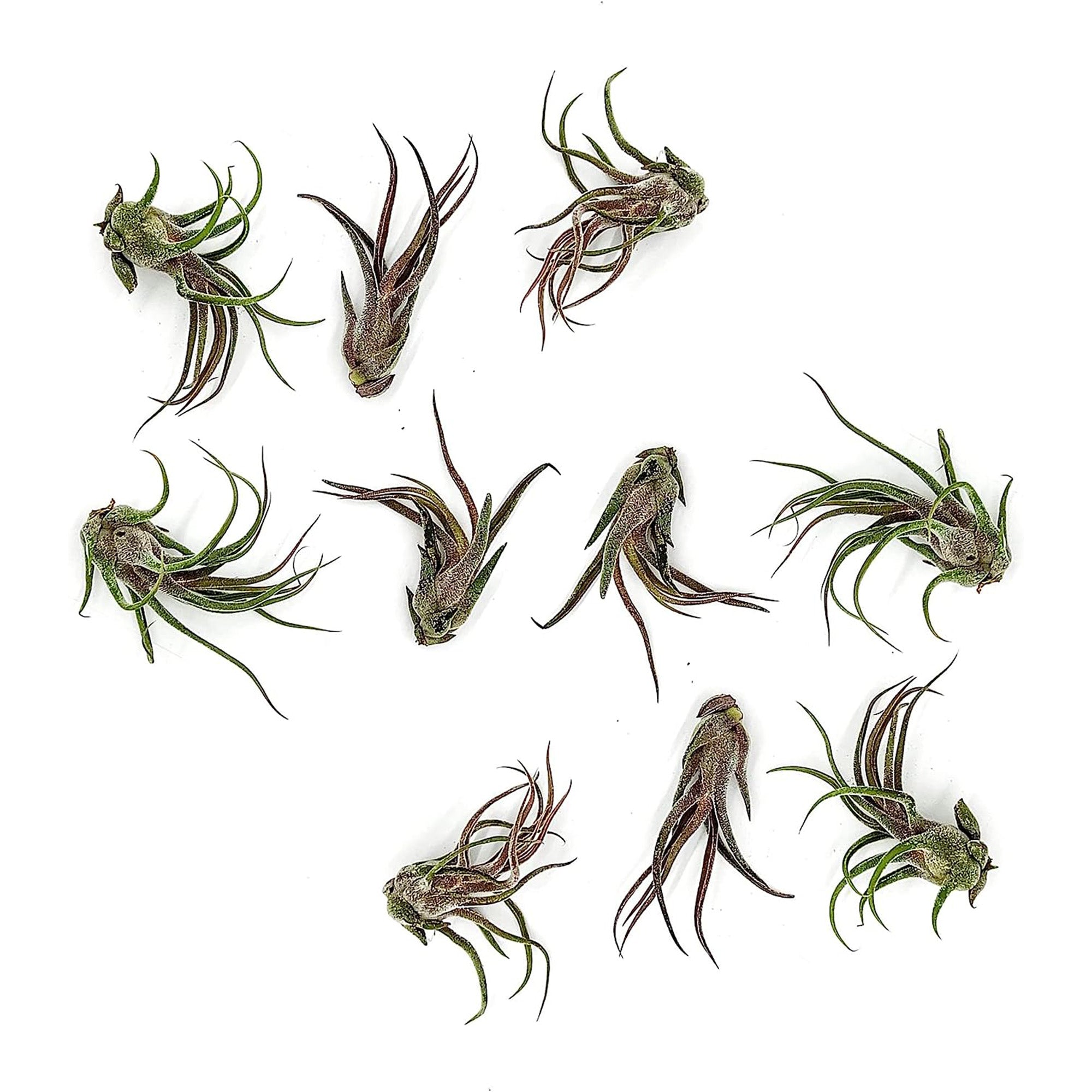 Tillandsia Pruinosa