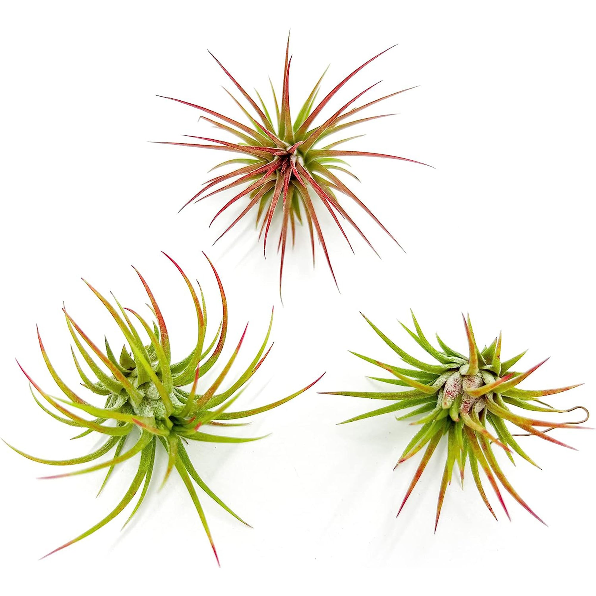 Tillandsia Ionantha Species Variation