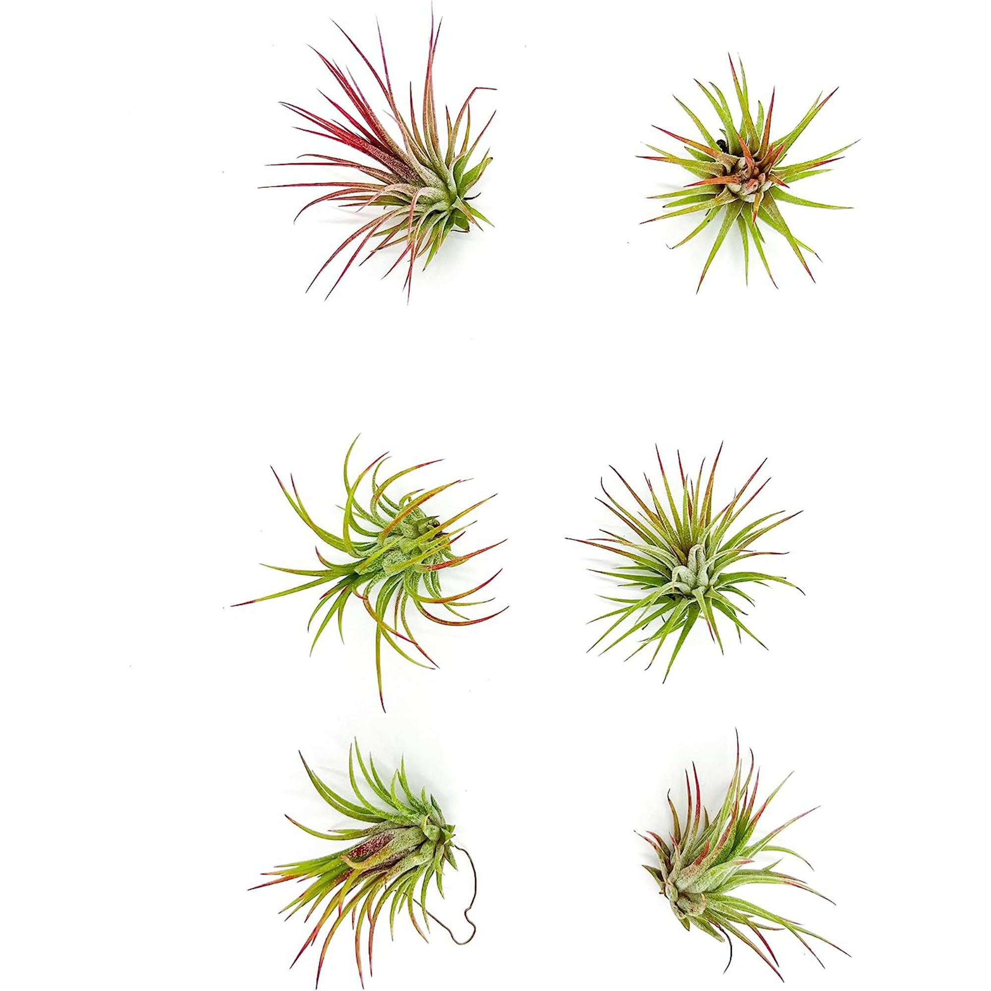 Tillandsia Ionantha Species Variation