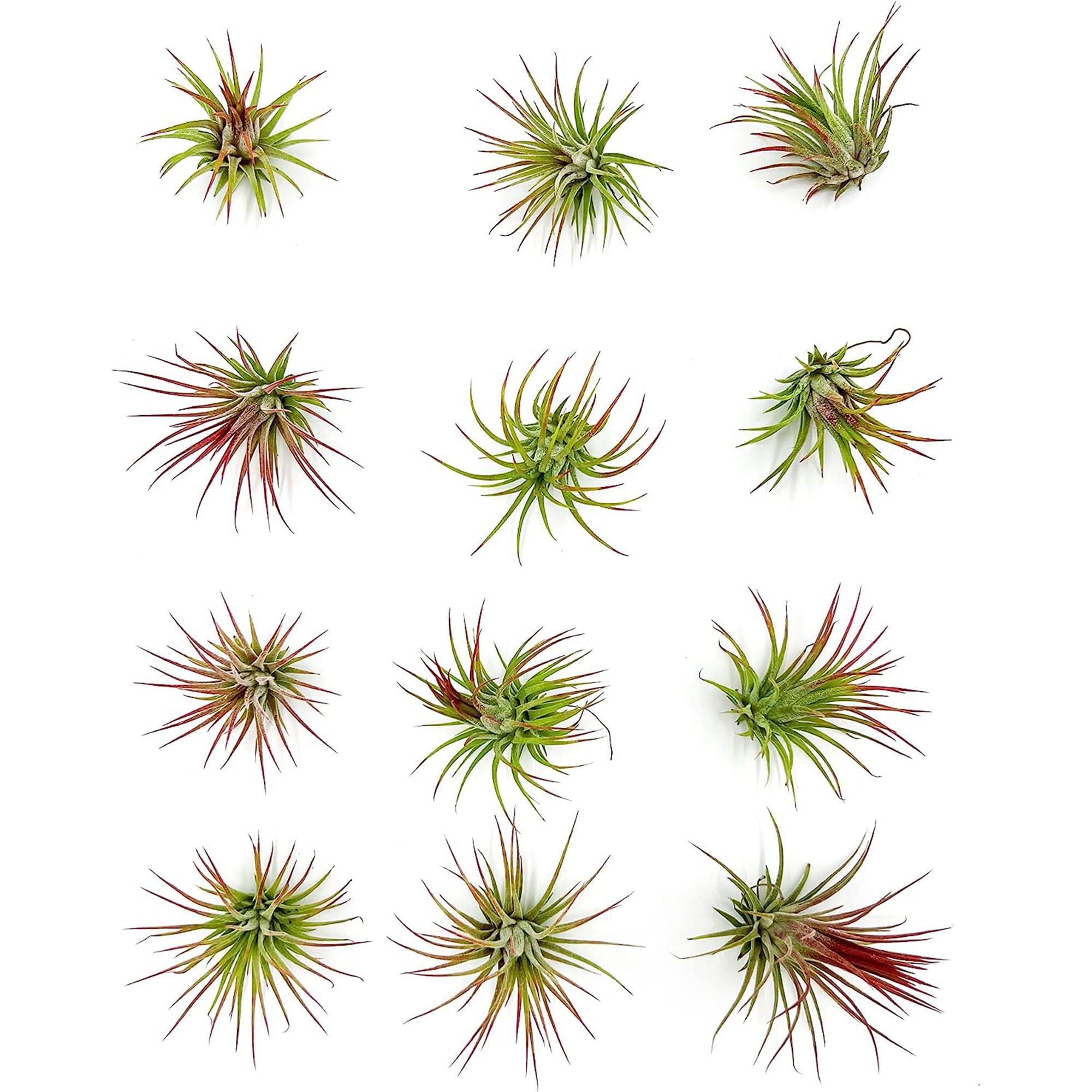 Tillandsia Ionantha Species Variation