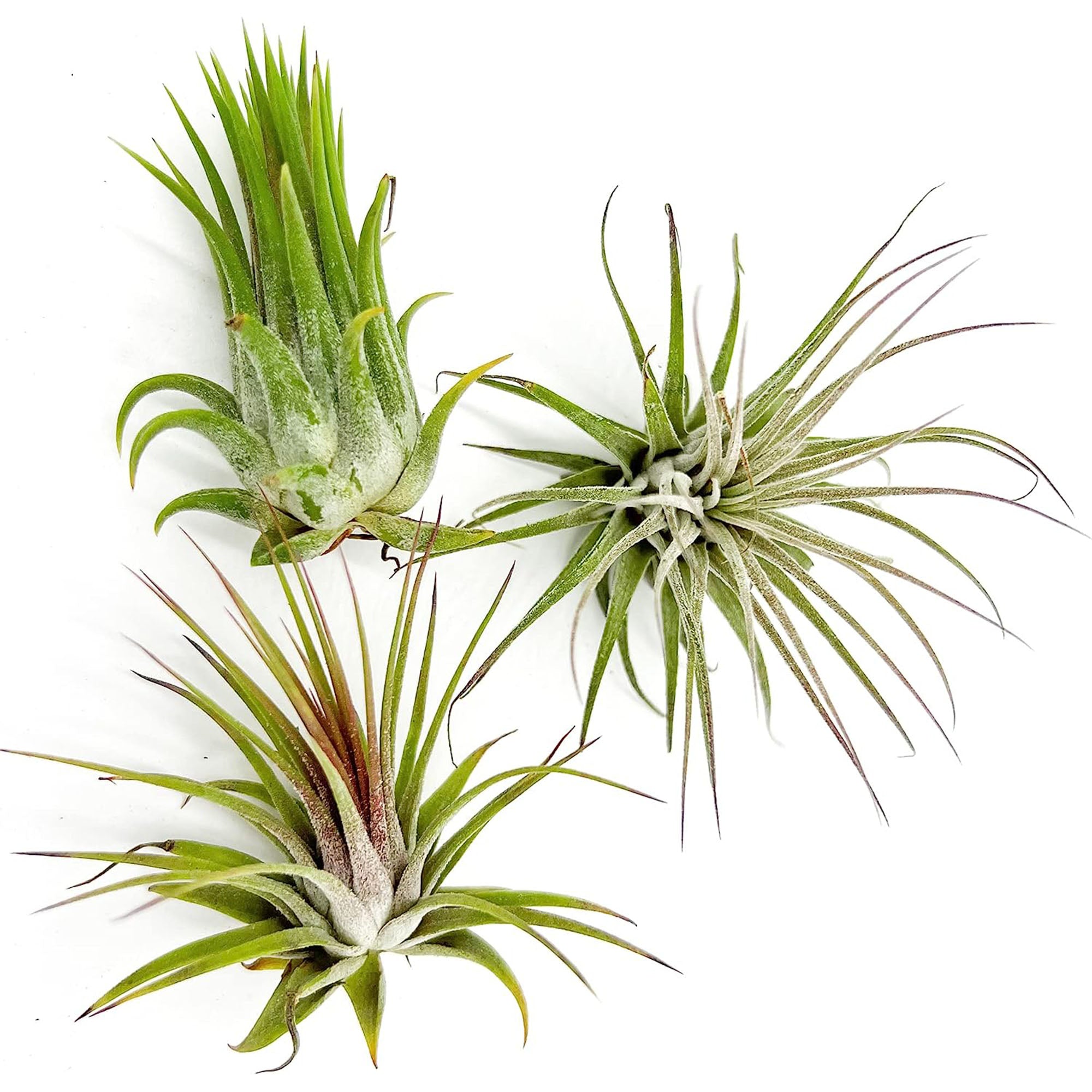 Tillandsia Ionantha Species Variation