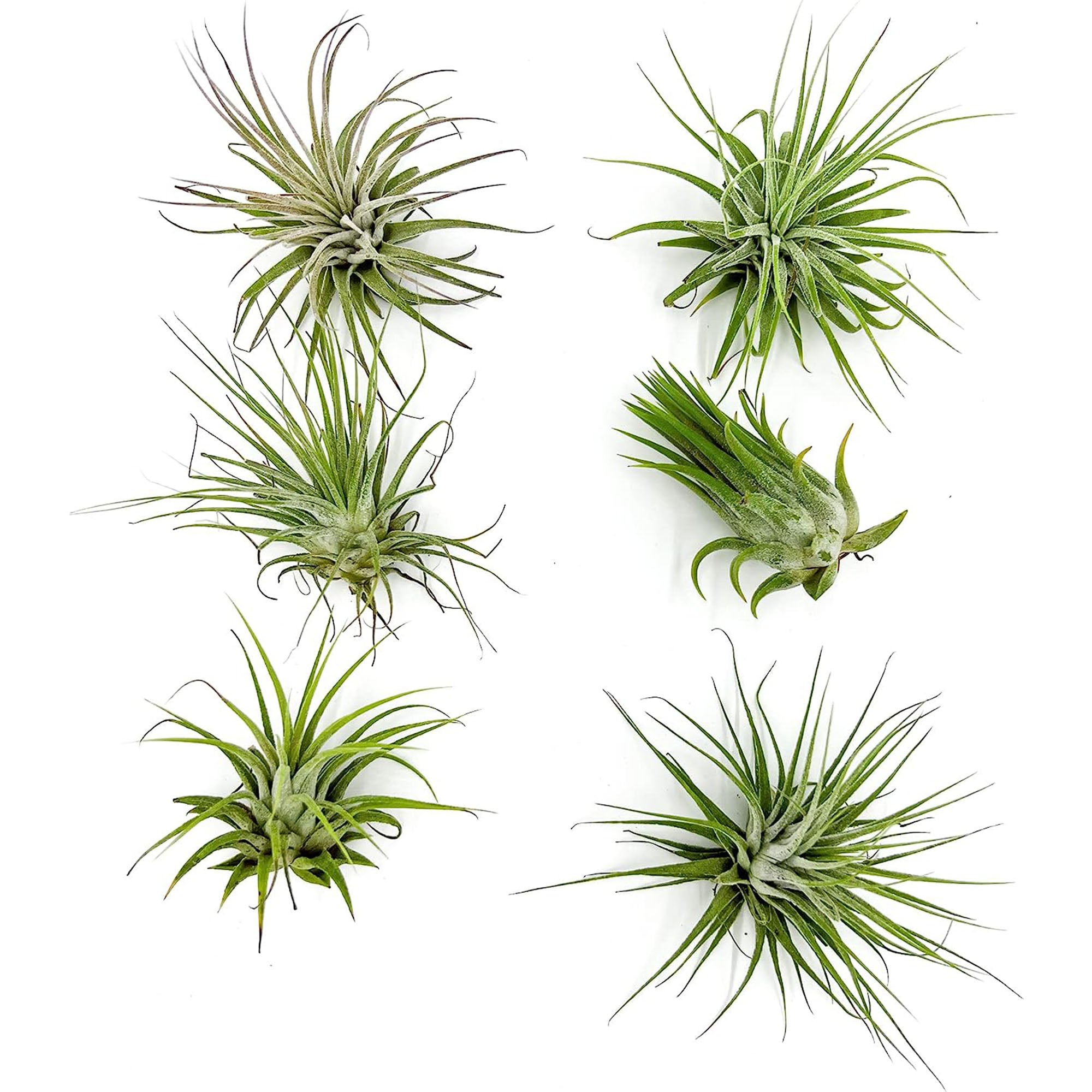 Tillandsia Ionantha Species Variation