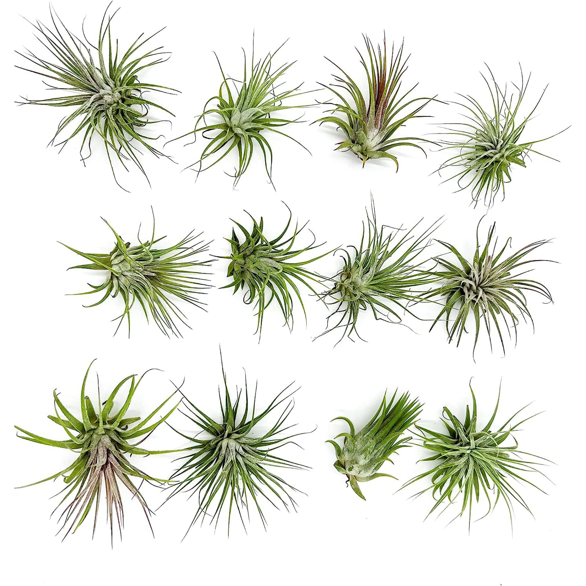 Tillandsia Ionantha Species Variation