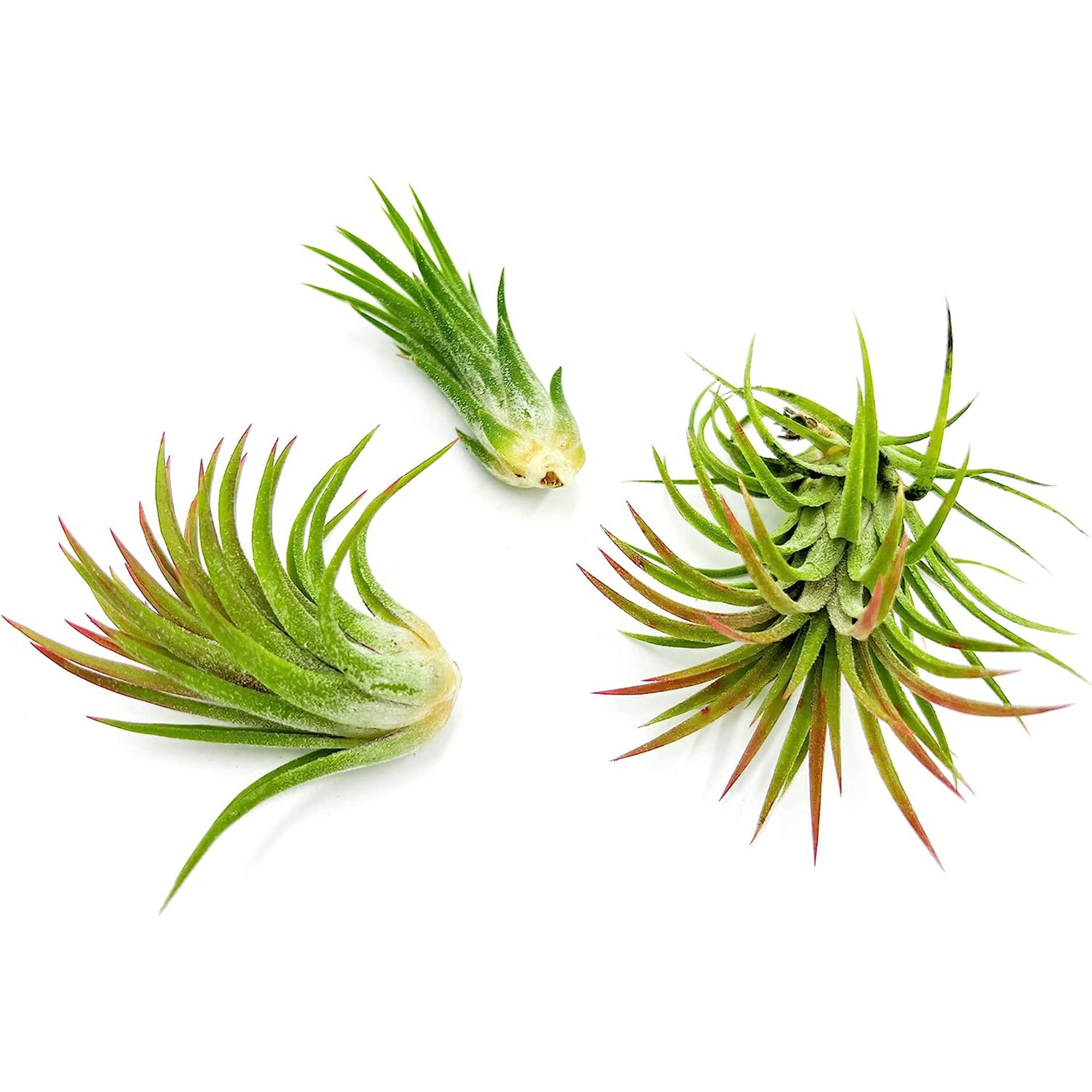 Tillandsia Ionantha Species Variation