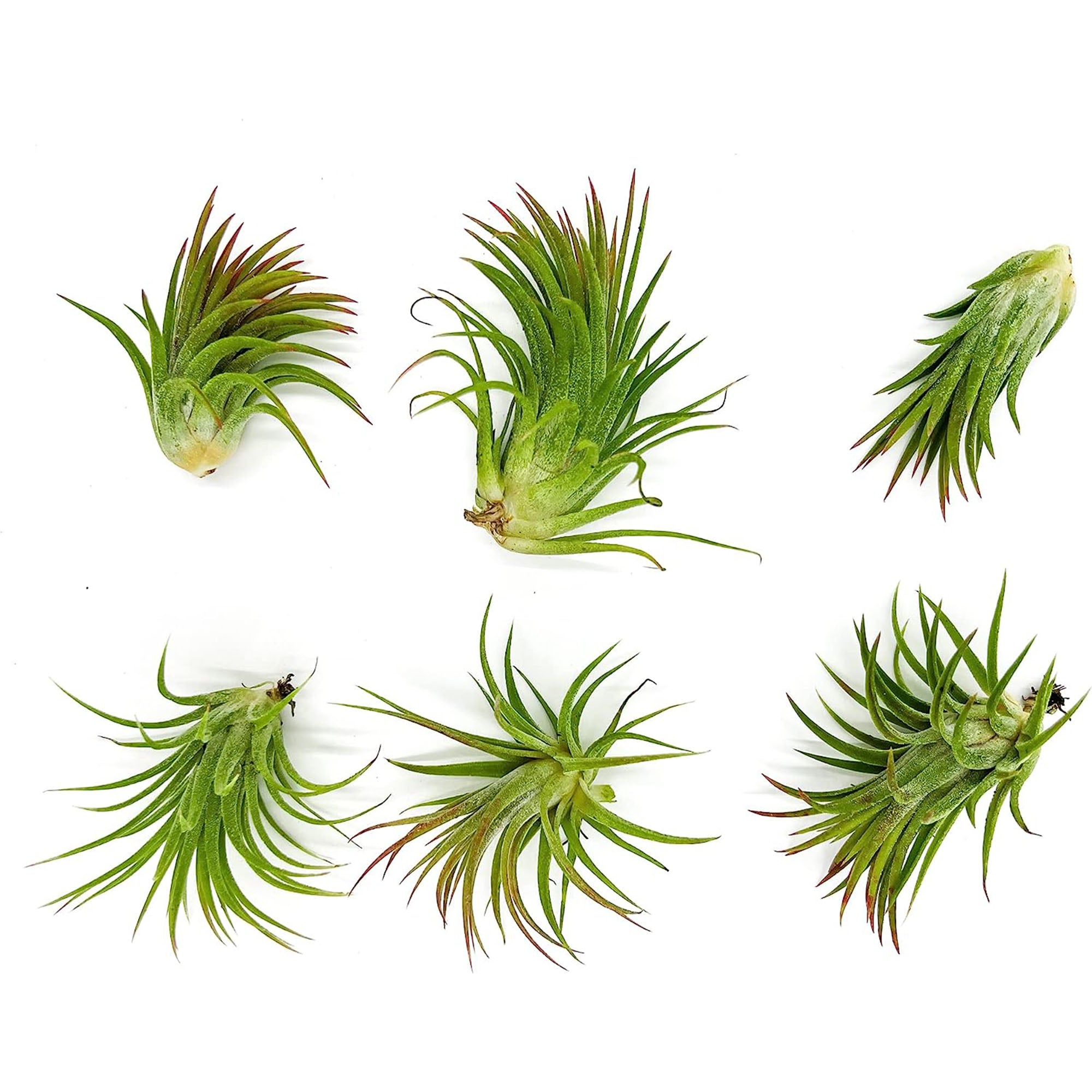 Tillandsia Ionantha Species Variation