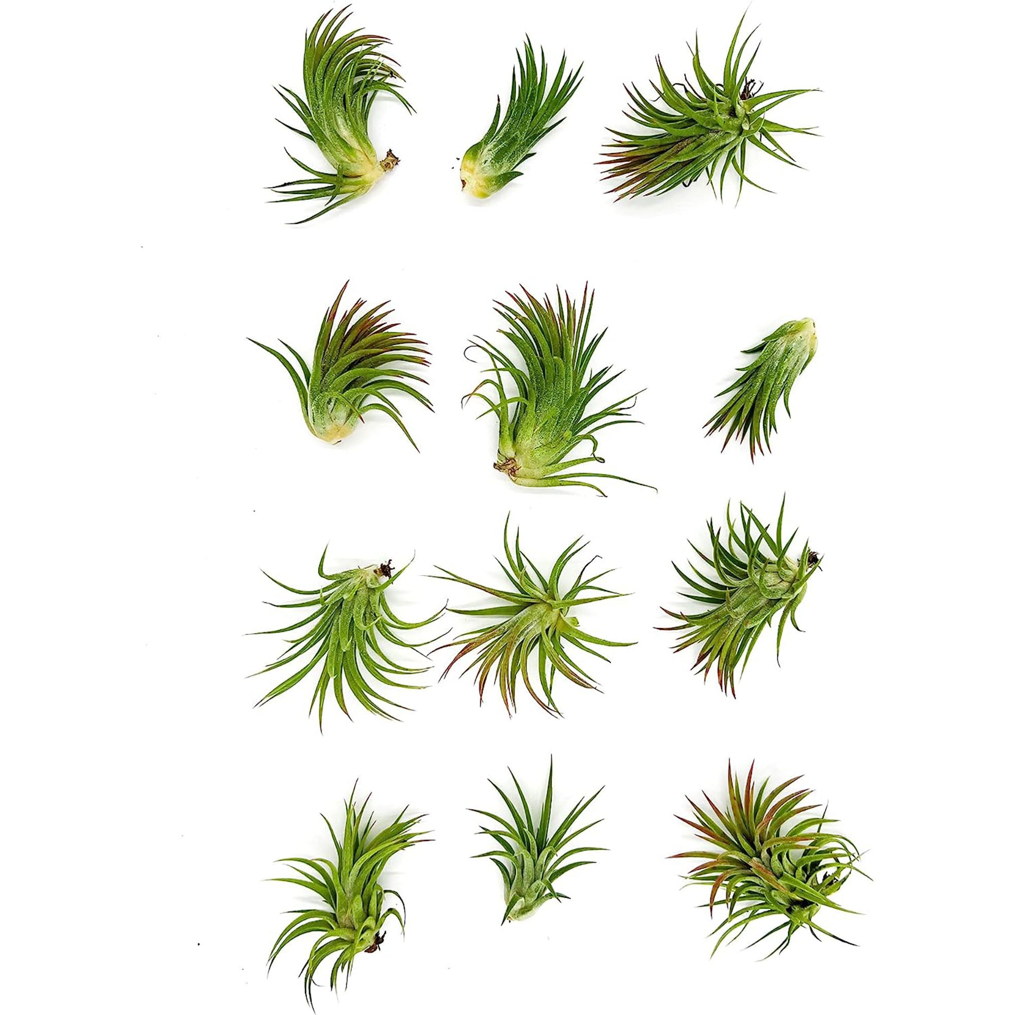 Tillandsia Ionantha Species Variation