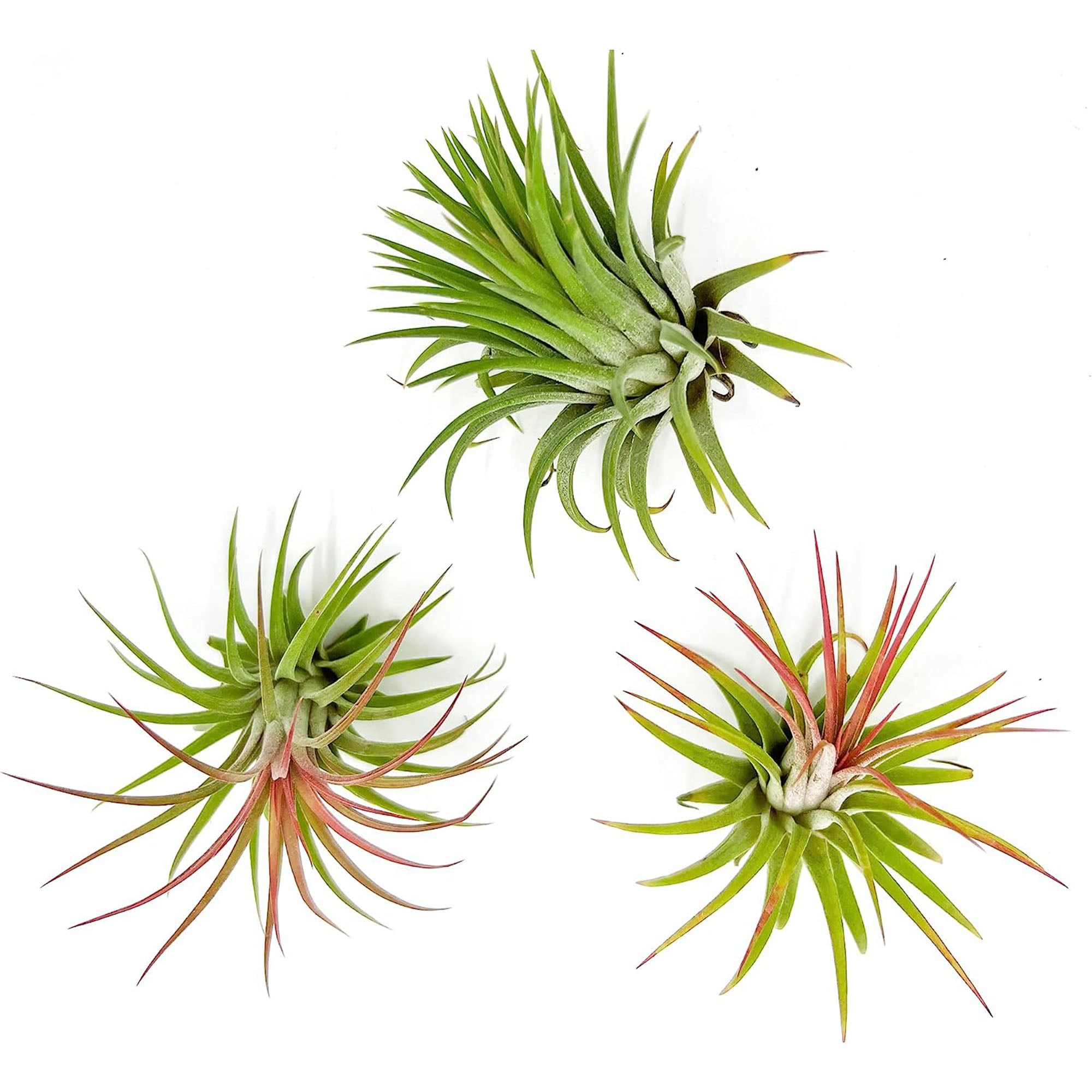 Tillandsia Ionantha Species Variation