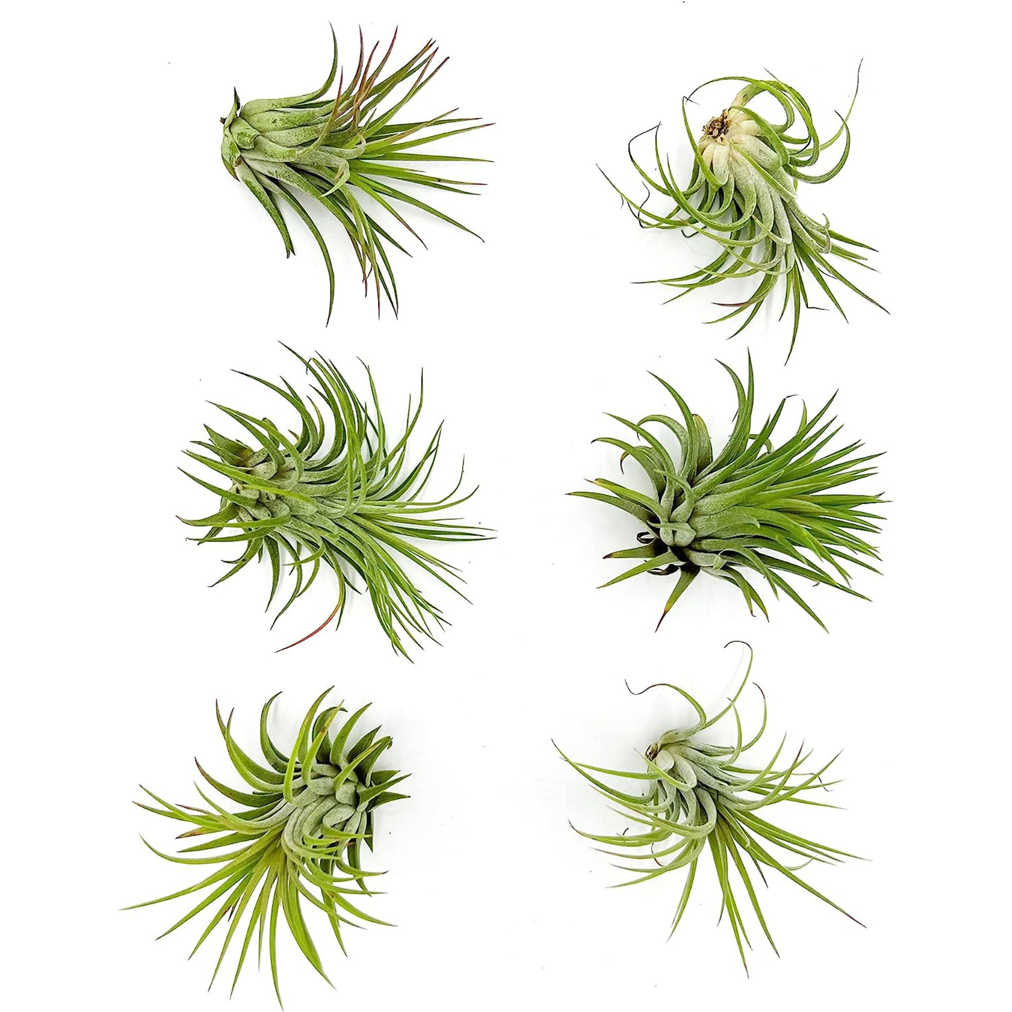 Tillandsia Ionantha Species Variation