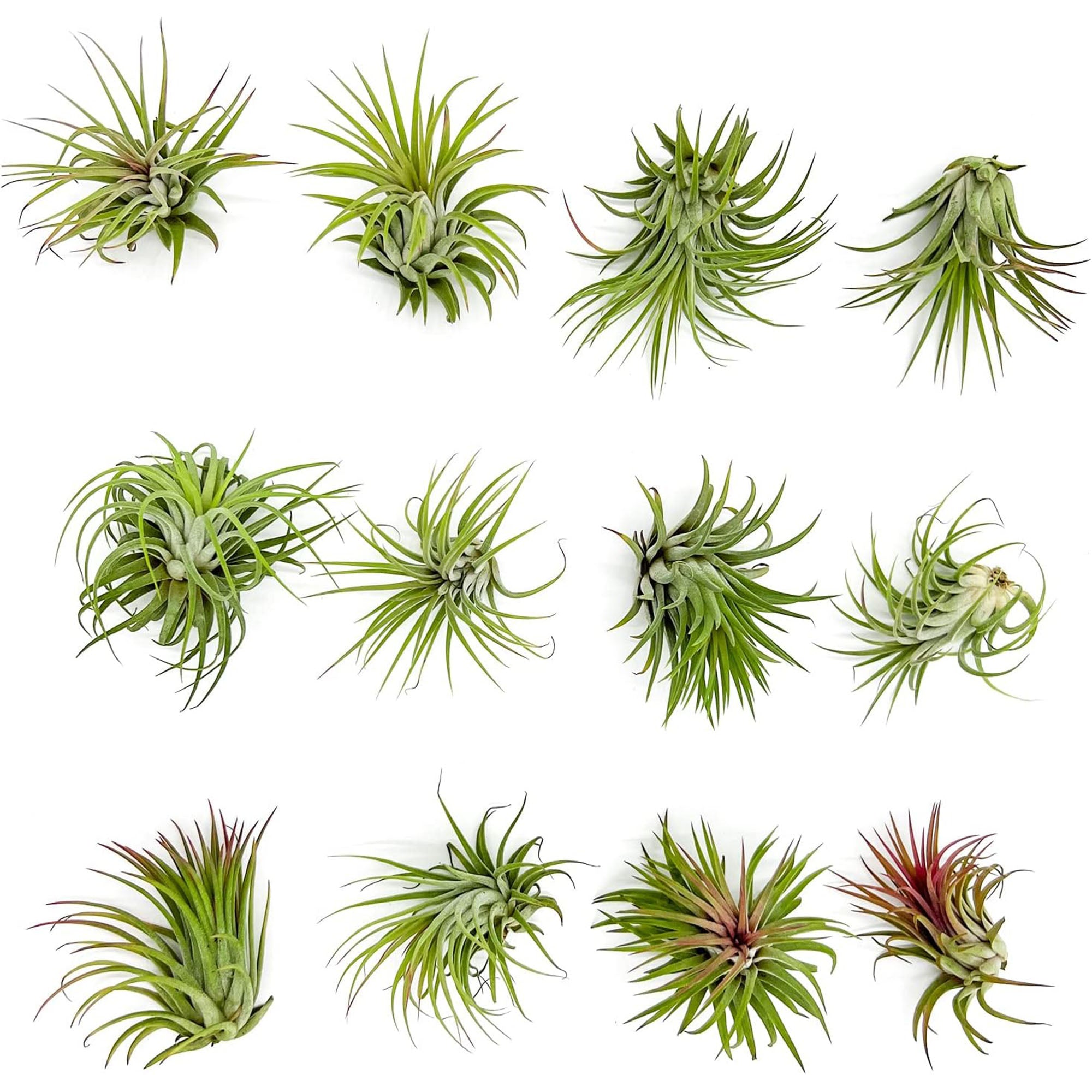 Tillandsia Ionantha Species Variation