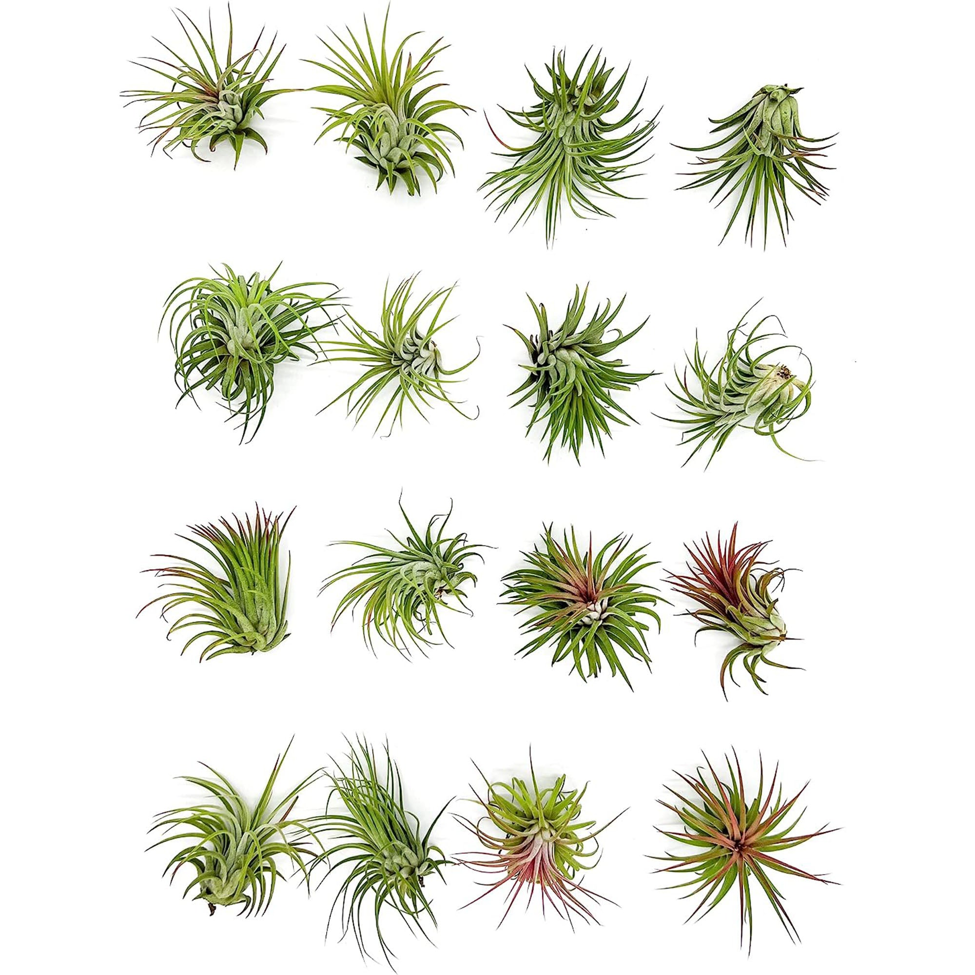 Tillandsia Ionantha Species Variation