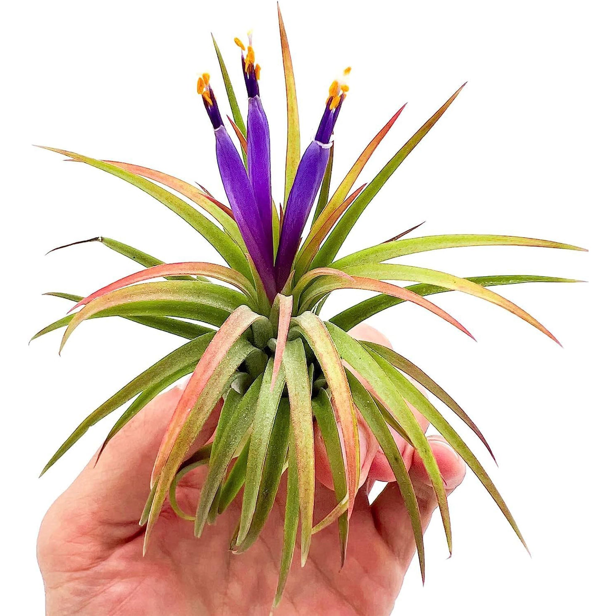 Tillandsia Ionantha Species Variation