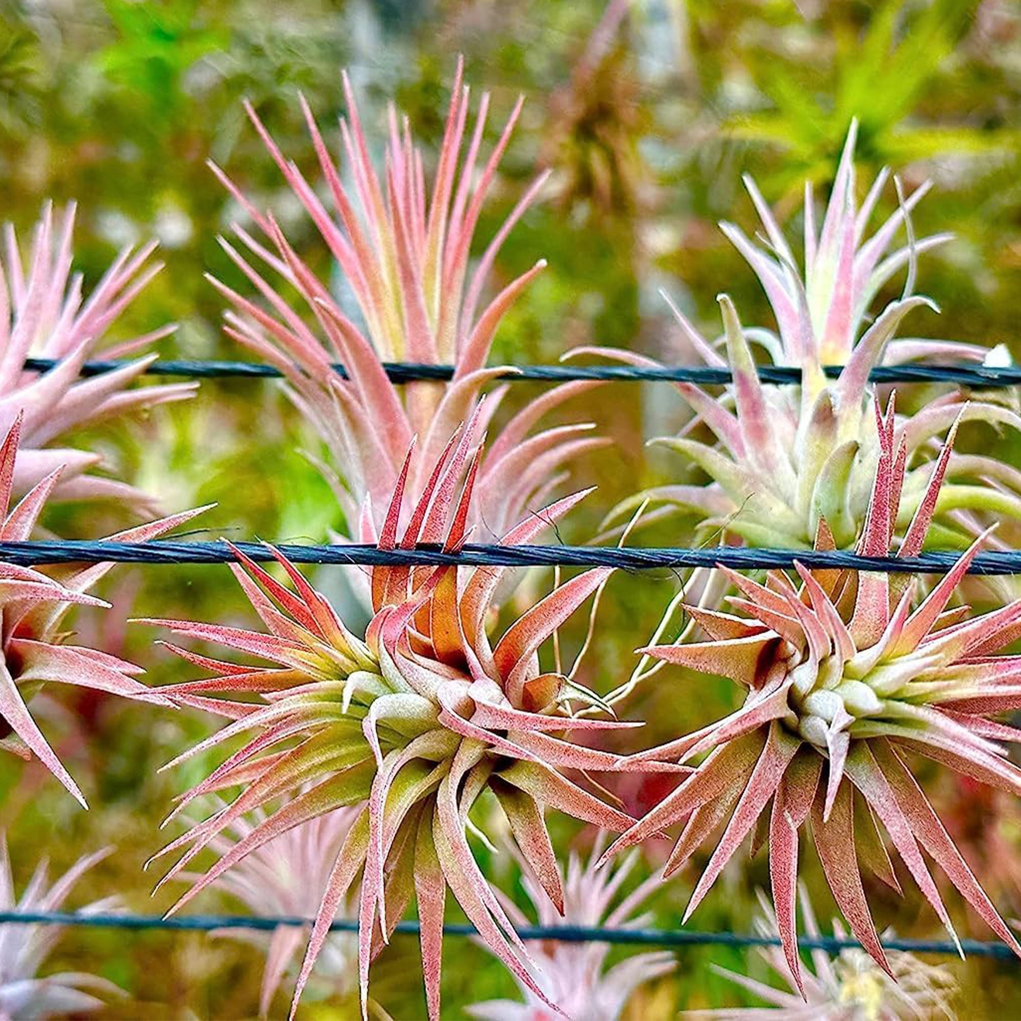 Tillandsia Ionantha Species Variation