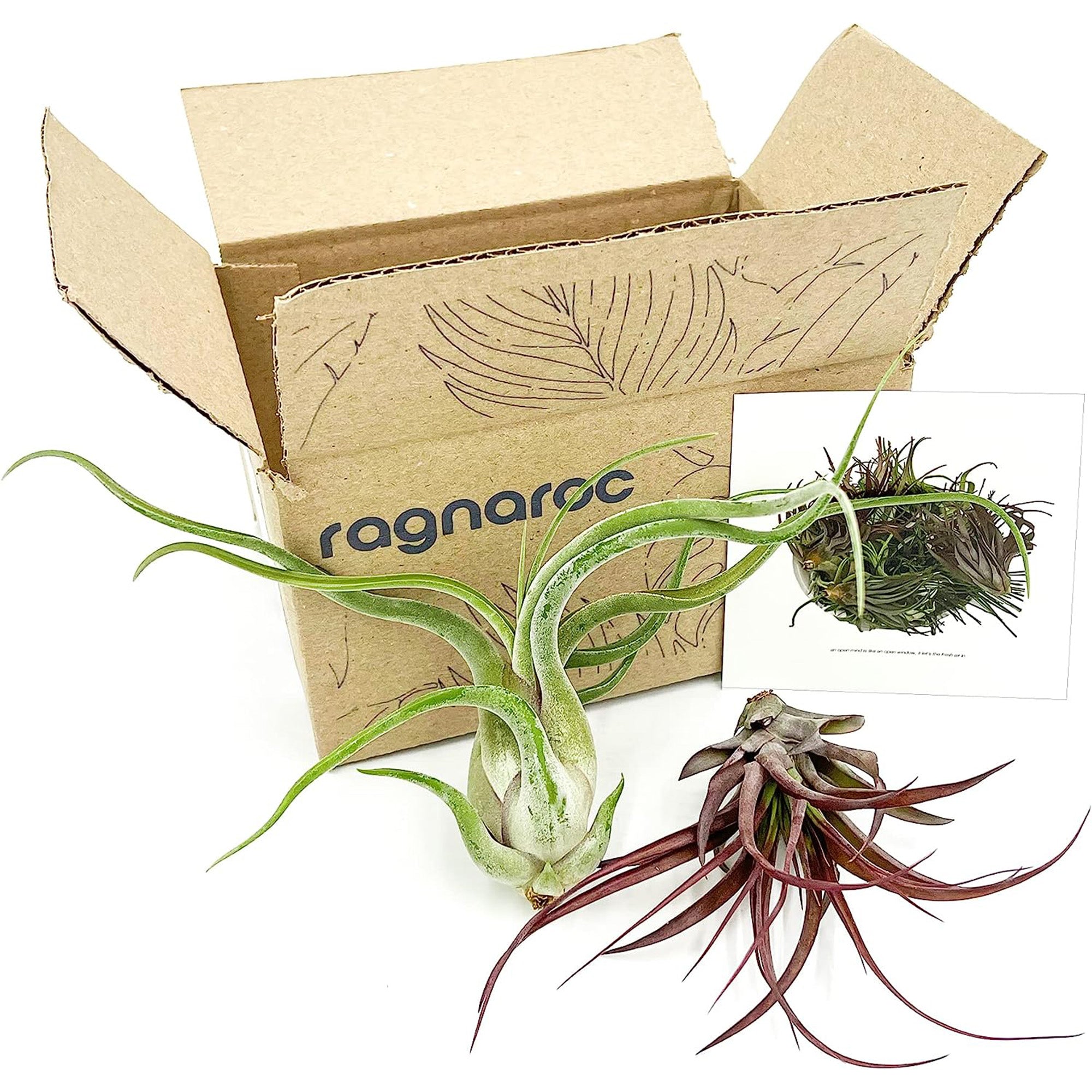 Tillandsia Variety Pack