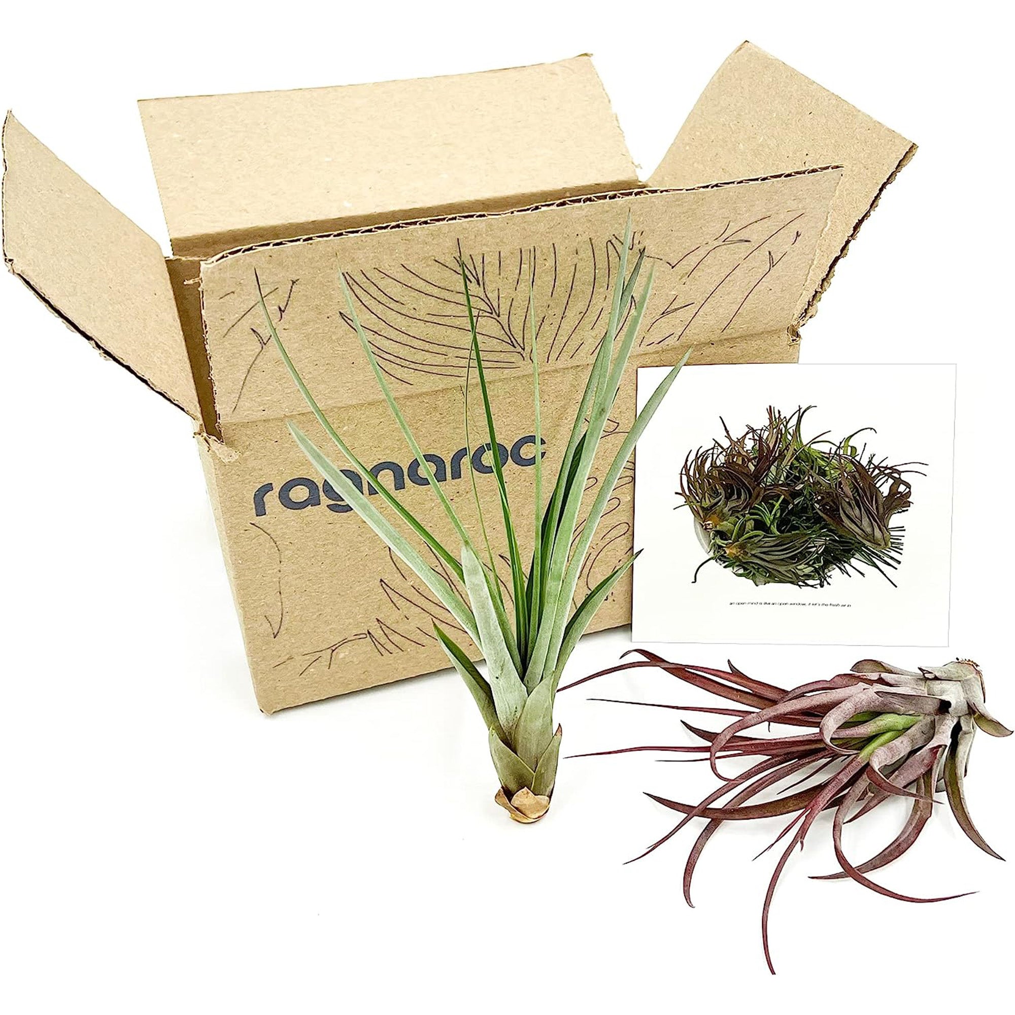 Tillandsia Variety Pack