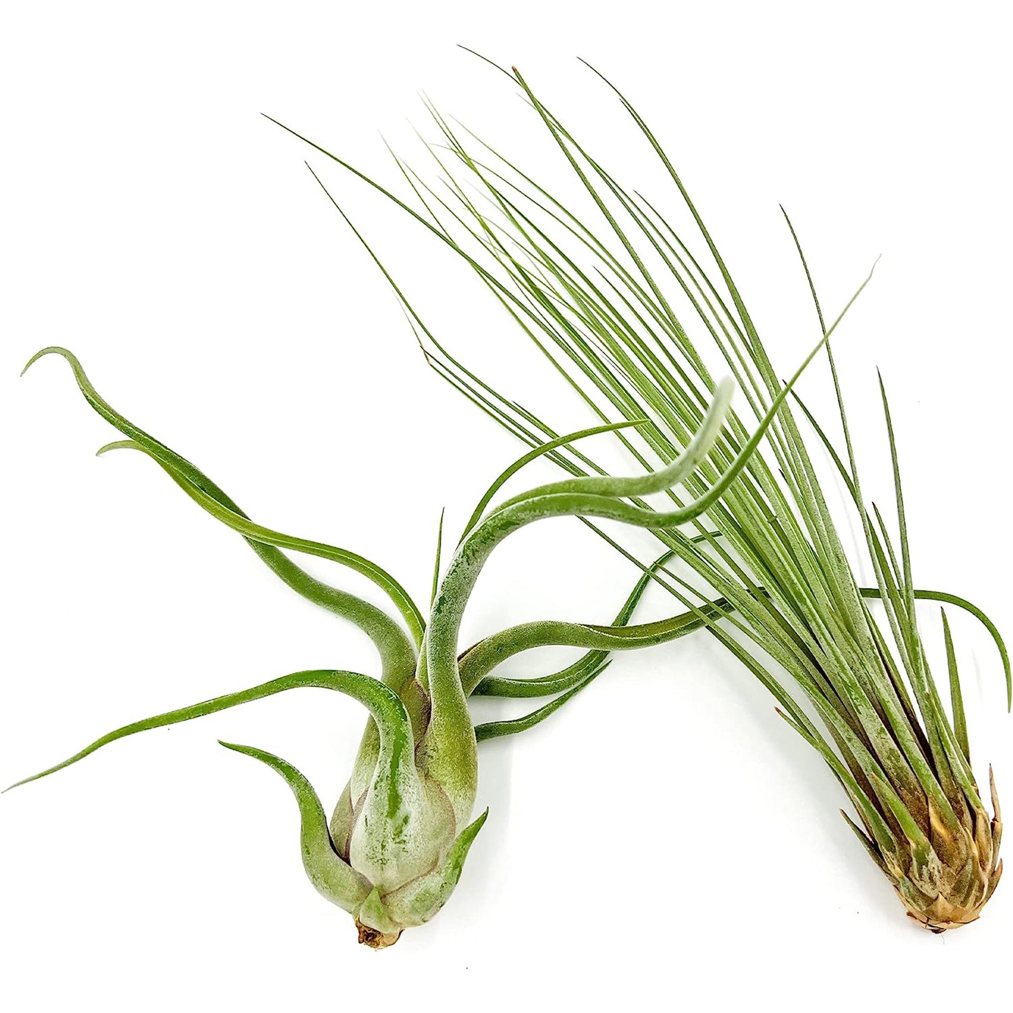 Tillandsia Variety Pack