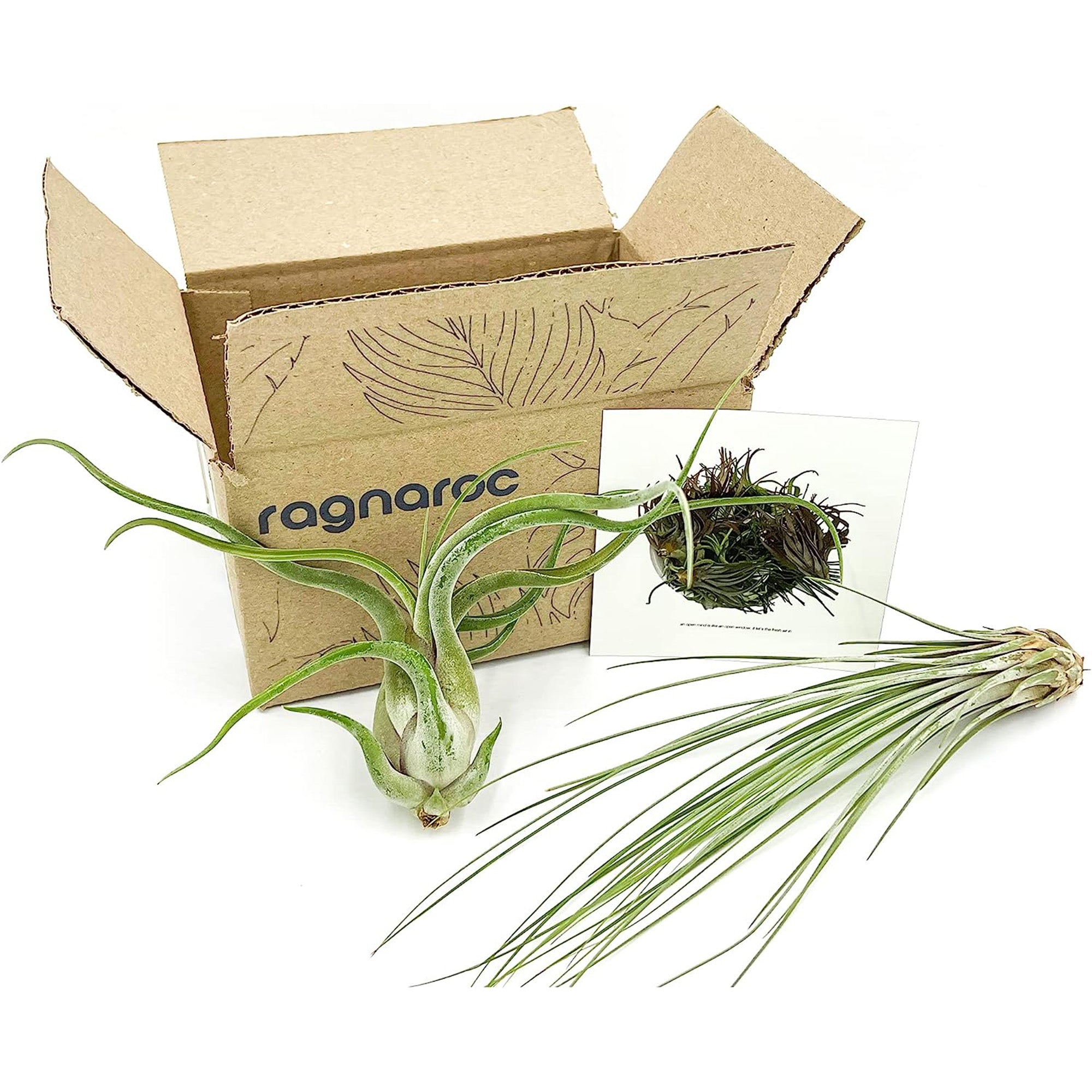 Tillandsia Variety Pack