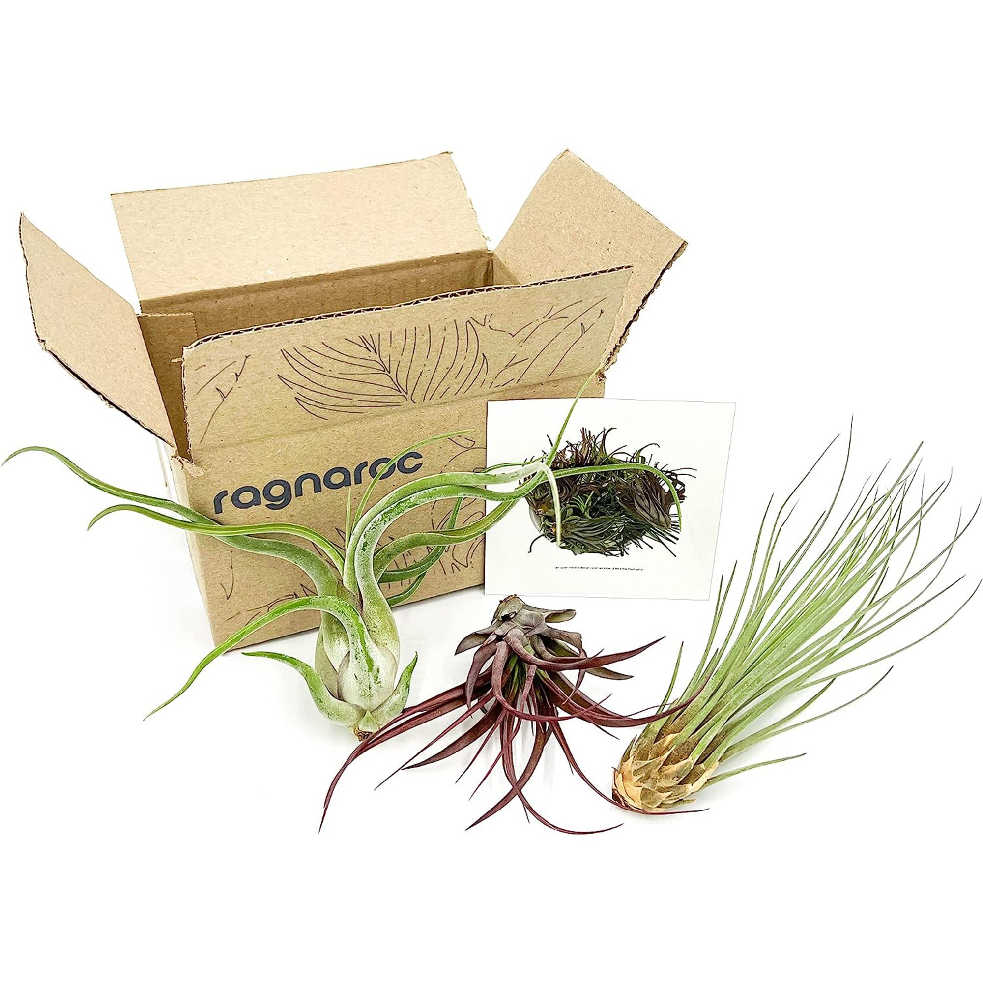 Tillandsia Variety Pack