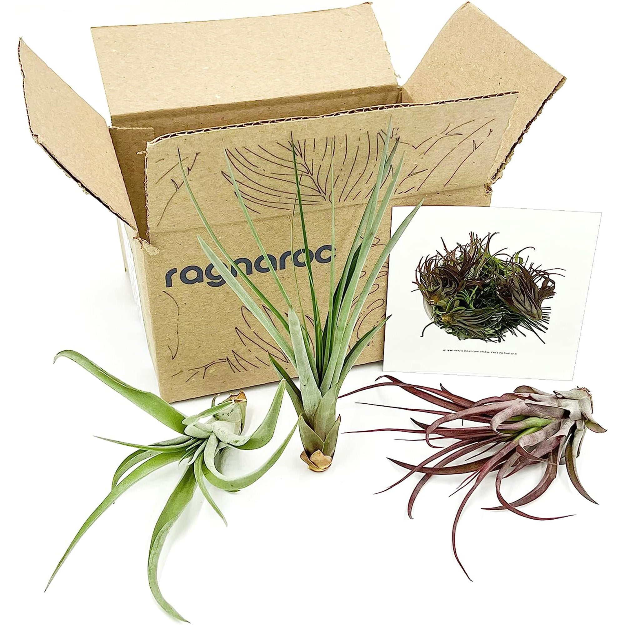 Tillandsia Variety Pack